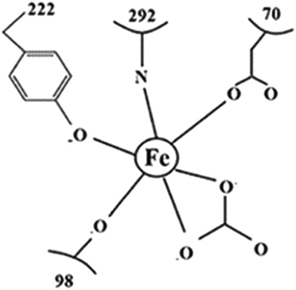 Figure 18 
                  Binding of N-lobes of the silkworm compound transferring to iron ions [29].
               