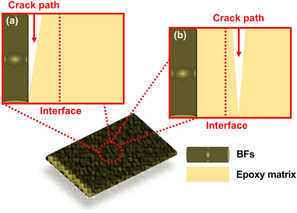 Figure 6 
                  Schematic description of interfacial mechanism: (a) BFs/epoxy composite and, (b) OBFs/epoxy composites.
               