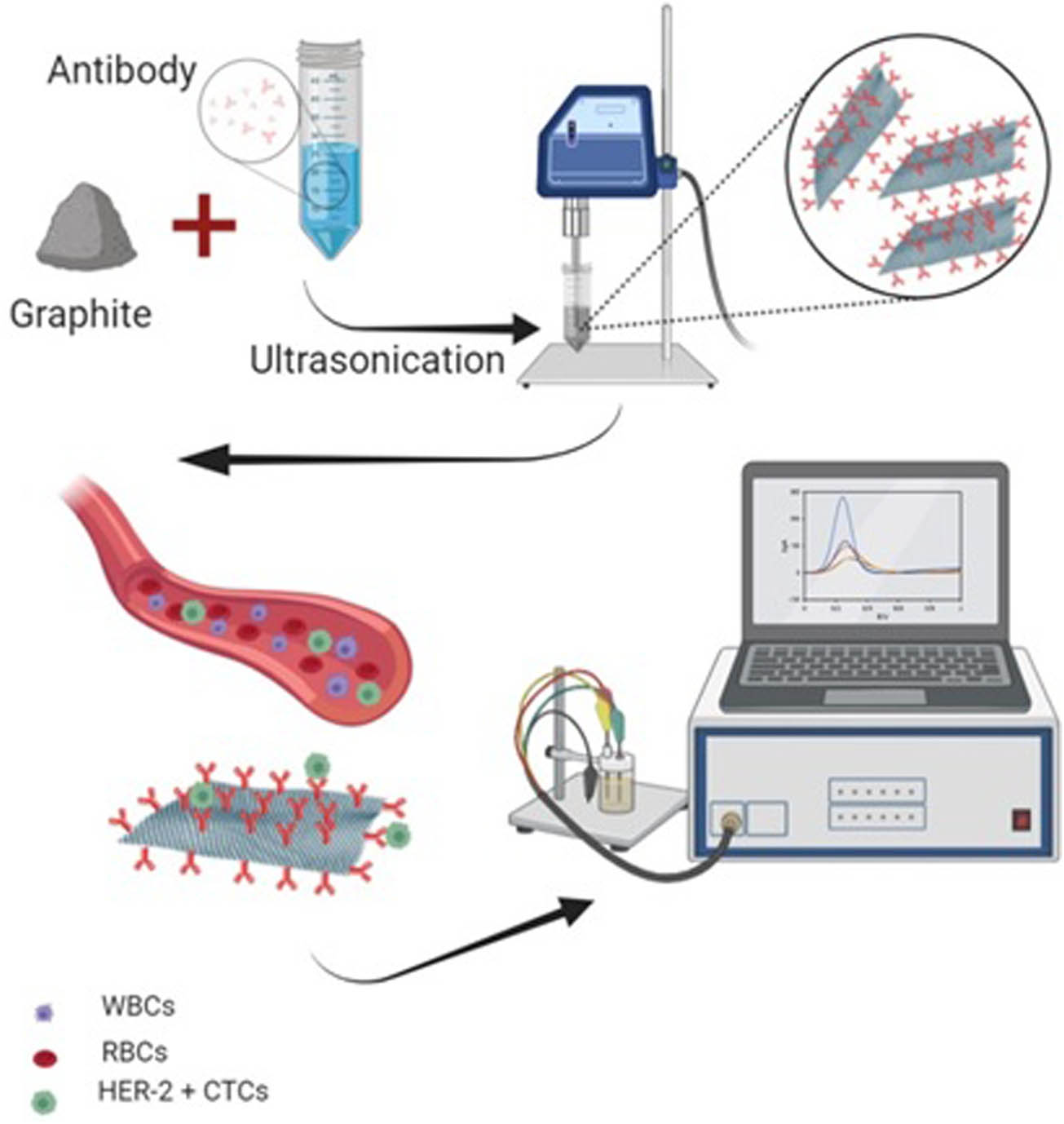 Figure 1 
                  Schematic illustration of the herceptin-conjugated graphene synthesis and the immunosensor fabrication.
               