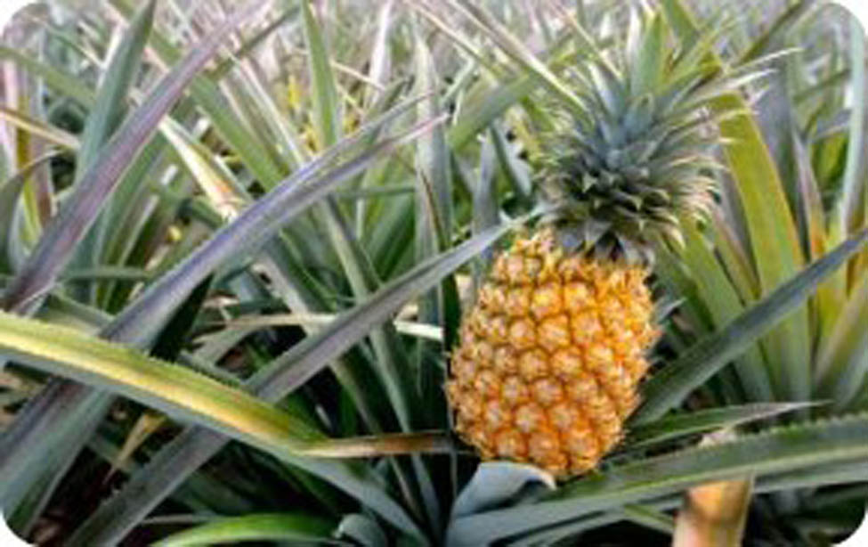 Figure 1 
               Photograph of Ananas comosus plant.
            