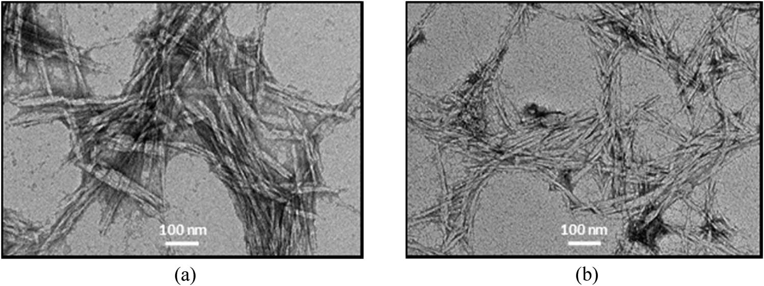 Figure 8 
                  TEM micrographs of (a) MCC and (b) NCC samples isolated from pineapple leaves.
               