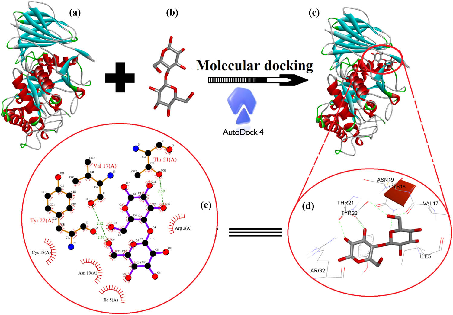Figure 10 
                  Molecular docking analysis between (a) human acid-beta-glucosidase (PDB: 1OGS) (b) cellulose unit (c), including the best-docked pose showing various interactions profiles and (d and e) 2D interaction diagram showing the active site participation in hydrogen such as hydrophobic and hydrophilic interactions.
               