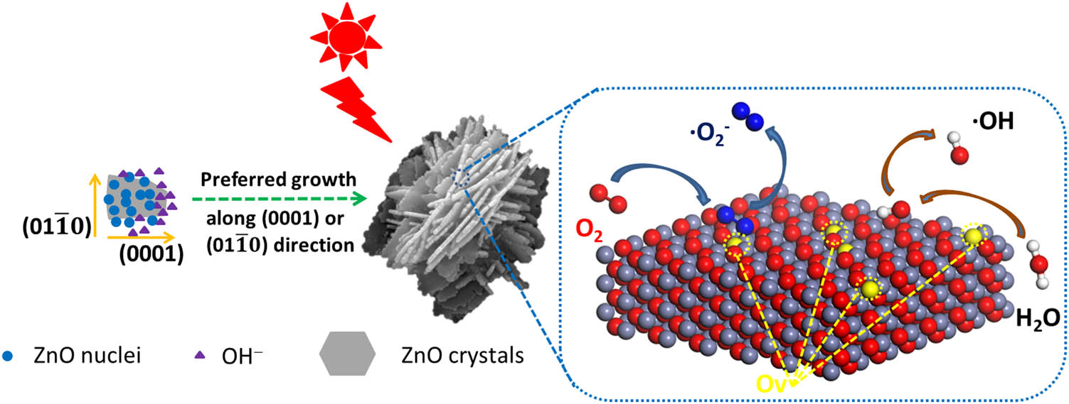 Figure 1 
               Schematic diagram of growth and photocatalysis of flower-like ZnO.
            