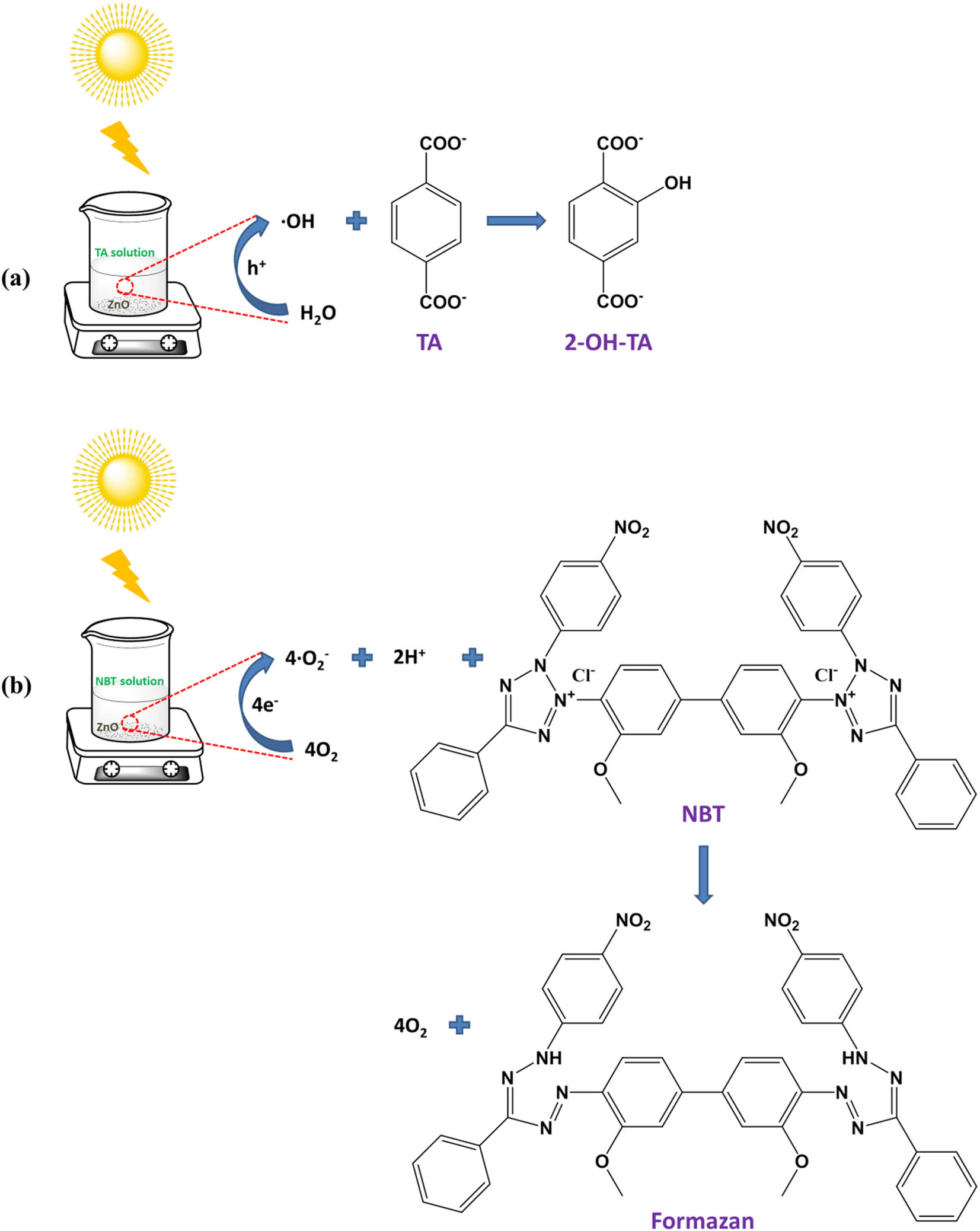 Figure 9 
                  Schematic diagram of the principle of ZnO producing active oxygen under simulated sunlight: (a) hydroxyl radical and (b) superoxide anion.
               