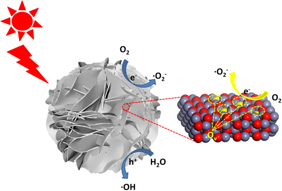 Figure 12 
                  The photocatalytic mechanism of flower-like ZnO with exposed 
                        
                           
                           
                              {
                              2
                              
                                 1
                                 ¯
                              
                              
                                 1
                                 ¯
                              
                              0
                              }
                           
                           \{2\bar{1}\bar{1}0\}
                        
                      facets.
               