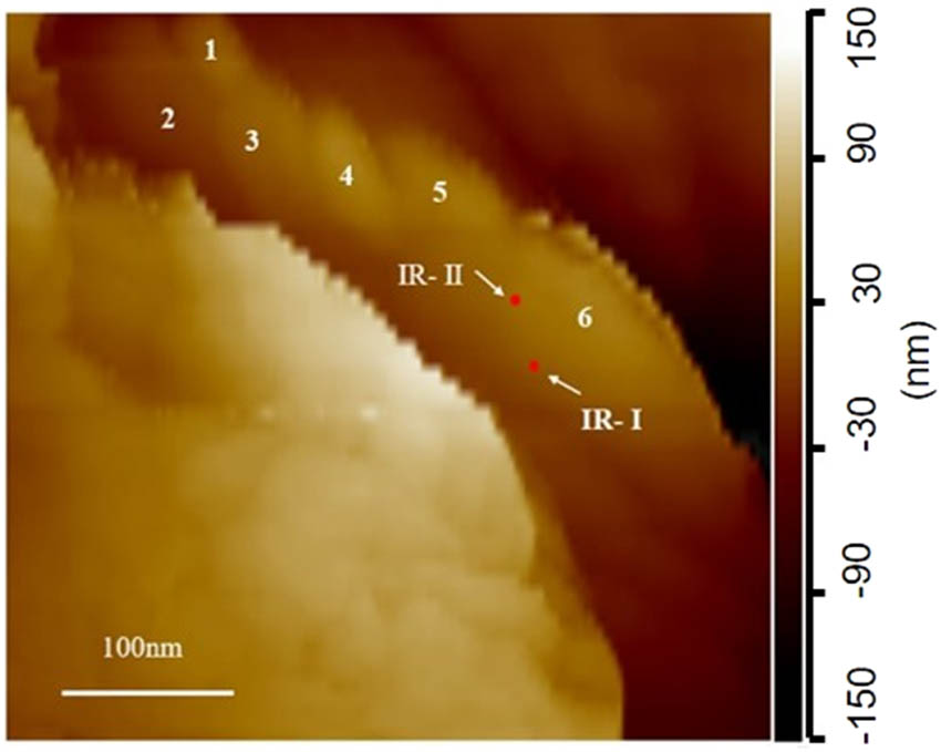Figure 5 
                  AFM image of a 400 nm × 400 nm surface area of a representative C–S–H sample along with distinct C–S–H gel particles numbered 1–6 and points of AFM-IR spectra collection denoted as IR-I and IR-II.
               