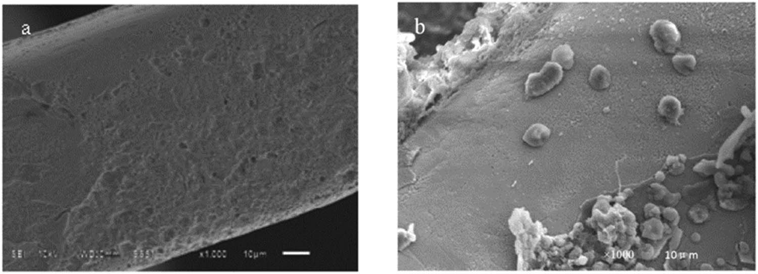 Figure 6 
               Surface topography of the strut after cleaning the corrosion products ((a) at the position adjacent to the vascular wall and (b) at the vascular branch position).
            