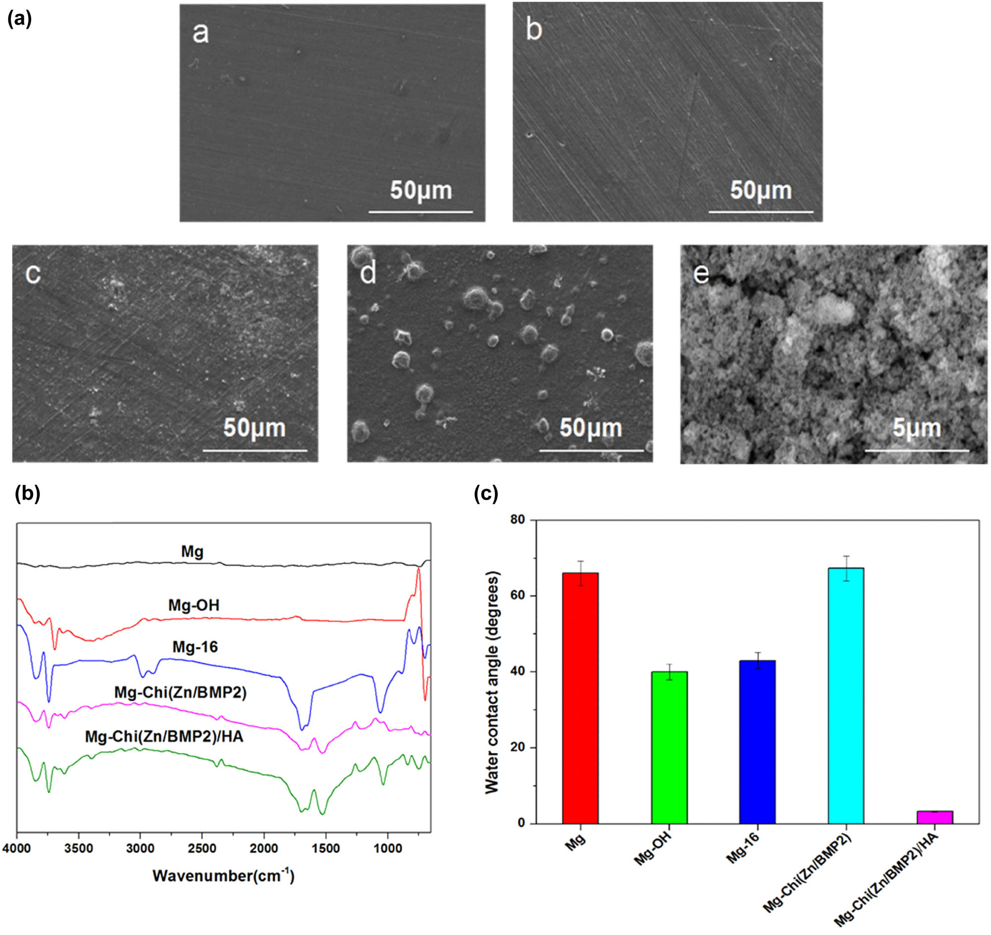 Figure 1 
                  The representative SEM images ((a), Mg (a), Mg-OH (b), Mg-16 (c), Mg-Chi(Zn/BMP2) (d), Mg-Chi(Zn/BMP2)/HA (e)), ATR-FTIR spectra (b), and water contact angles (c) of the different samples.
               