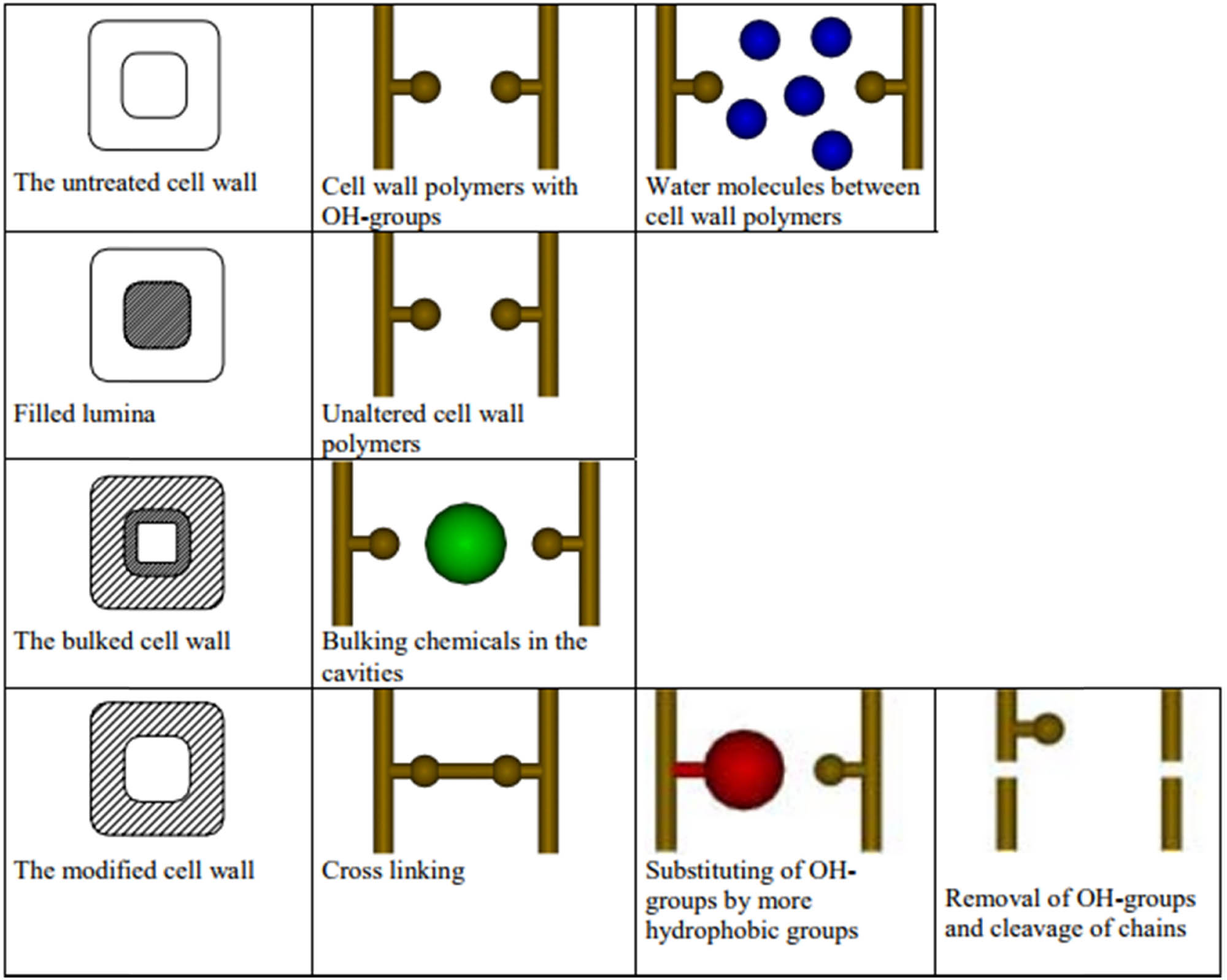 Figure 1 
               Cell wall reaction diagram of different chemical modifications [18].
            