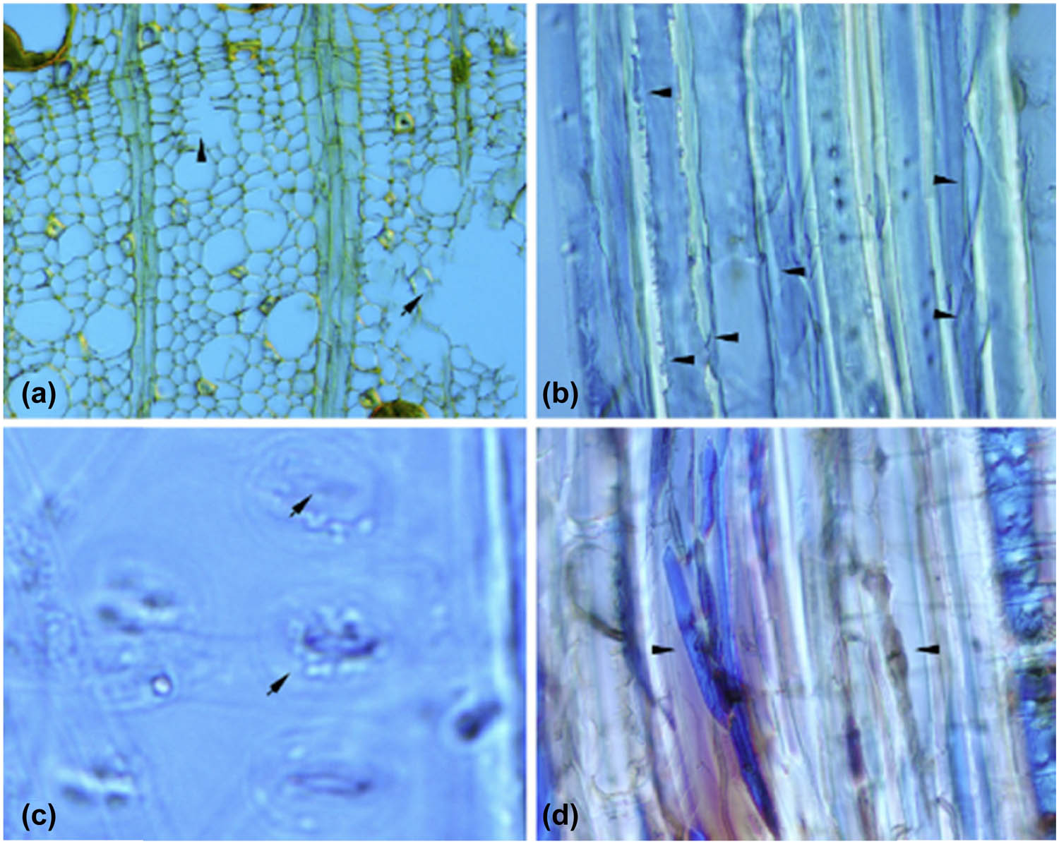 Figure 3 
                  Severe biodegradation in nonacetylated beech: (a) and (b) White rot decay (arrow heads); Nomarsky. (a) cross section; Nomarsky. (b) Radial section; Nomarsky. (c) Bacterial degradation in pits (arrow heads); radial section, Nomarsky. (d) Soft rot decay (arrow heads); radial section, Nomarsky [43].
               