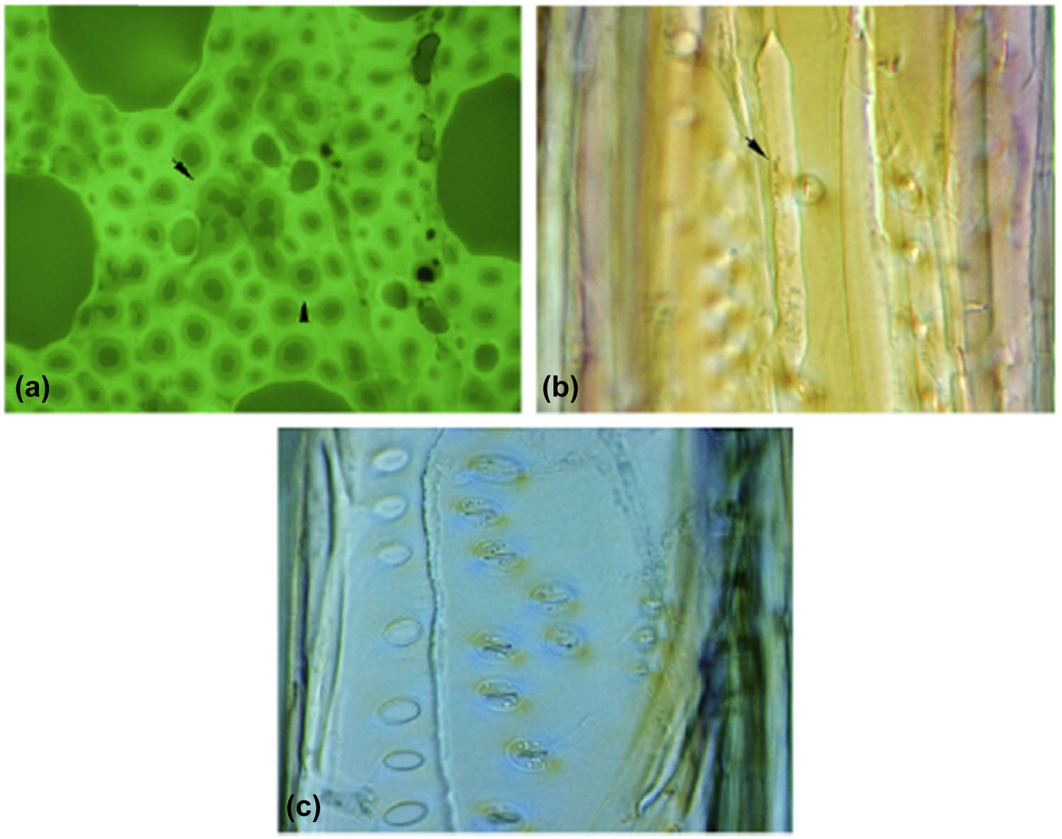 Figure 4 
                  Microbial degradation in acetylated beech wood: WPG 9.6%. (a) Darker area indicates white rot decay developing (arrow heads); cross section, fluorescent light. (b) Soft rot decay (arrow heads); radial section, Nomarsky. (c) Bacteria in vessel pits; radial section, Nomarsky [43].
               