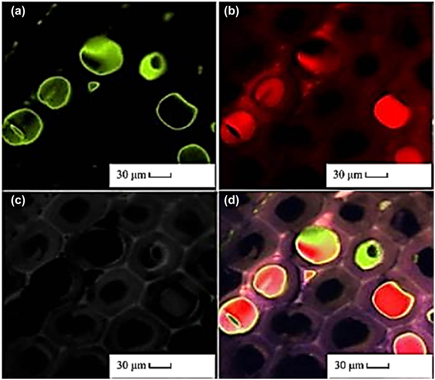 Figure 5 
                  The scanning microscope image of wood treated with maleic anhydride: (a) resin I with a better degree of polymerization in the first channel (650–700 nm); (b) resin II with a lower degree of polymerization in the second channel (700–750 nm); (c) anatomical structure of wood; and (d) reconstruction images obtained from all channels [53].
               
