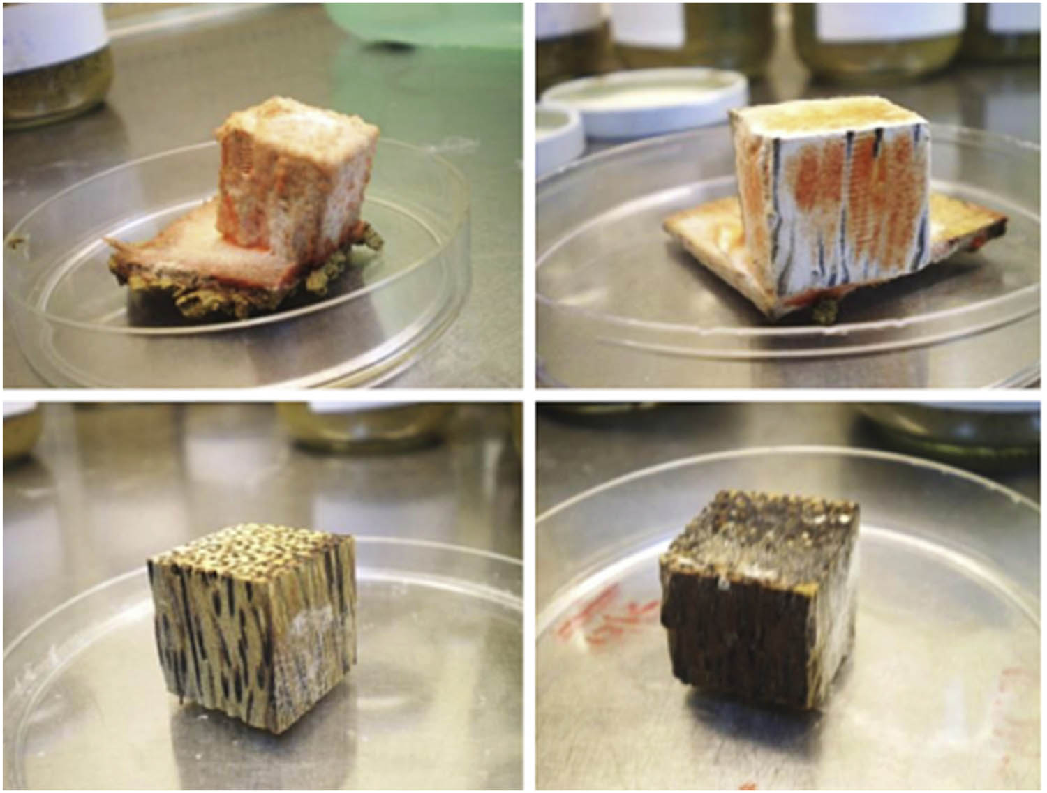 Figure 9 
                  OPW after the end of the decay test. Top left: untreated OPW; top right: treated OPWD-0%; bottom left: treated OPWD-25%; and bottom right: treated OPWD-50% [76].
               