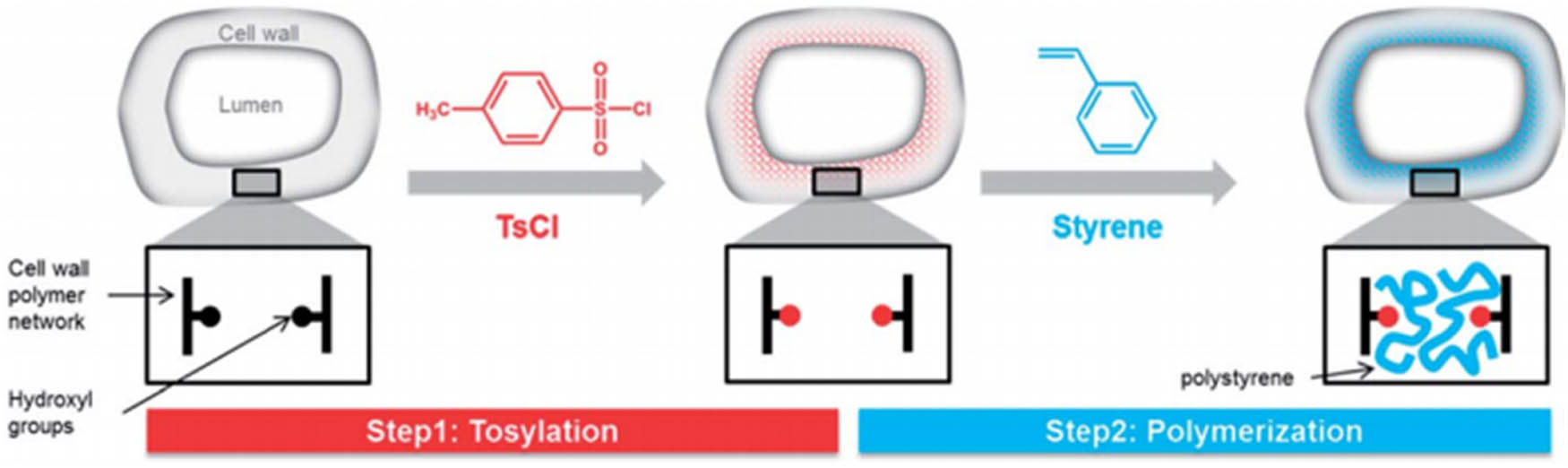 Figure 11 
                  Schematic representation of the modification route: functionalization of cell wall –OH groups with tosyl groups, followed by in situ polymerization of the styrene monomer [107].
               