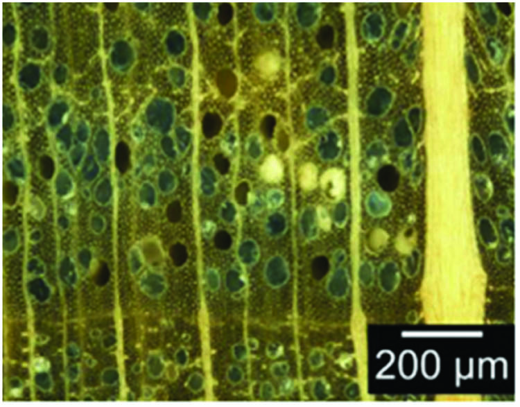Figure 13 
                  The cross section of wax-treated material under a light microscope [112].
               