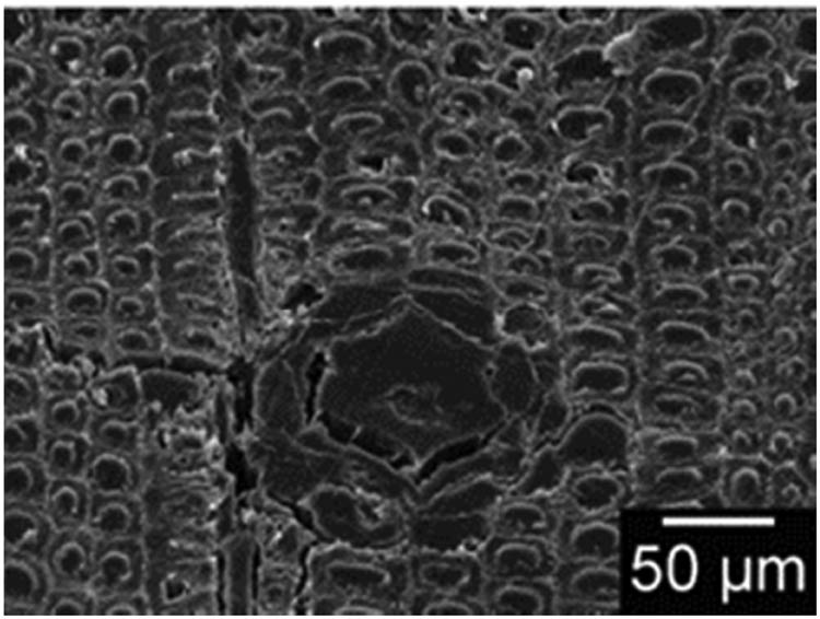 Figure 14 
                  The cross section of the wax-treated material under an electron microscope [112].
               