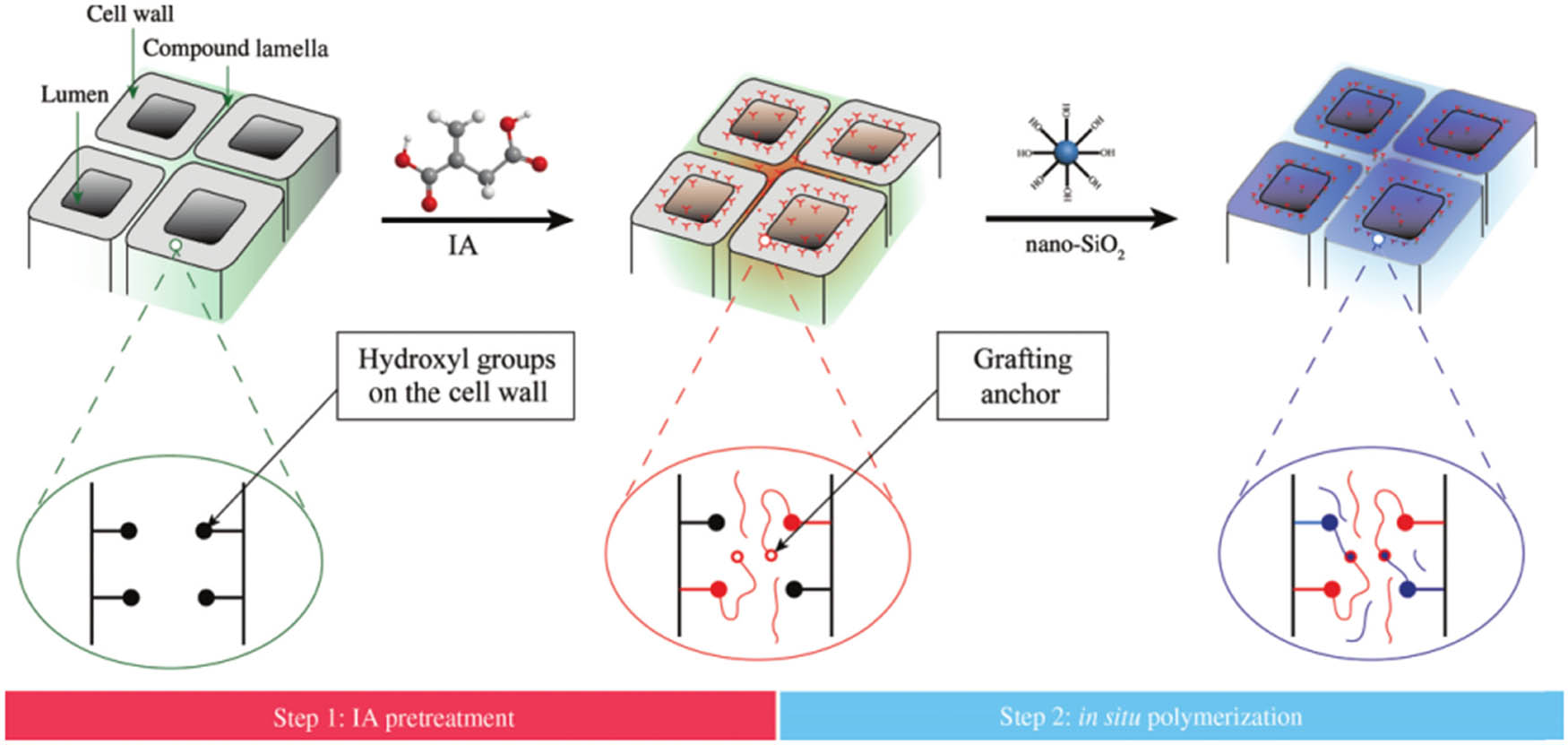Figure 17 
                     Schematic of the modification process: functionalization of the wood cell wall –OH groups with IA, followed by in situ polymerization of nano-SiO2 [149].
                  
