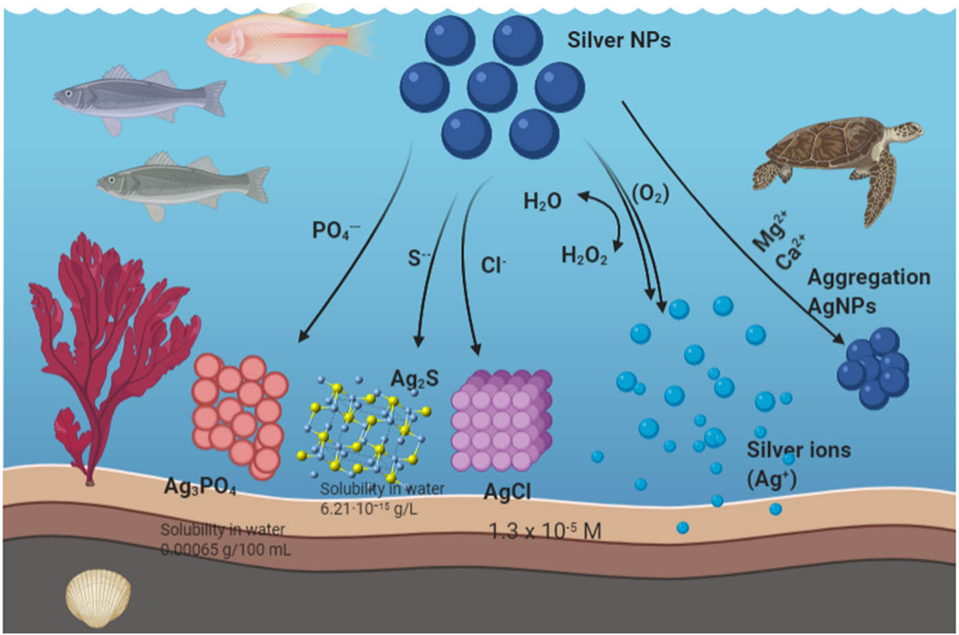 Figure 3 
               Behavior of AgNPs in freshwater ecosystem.
            