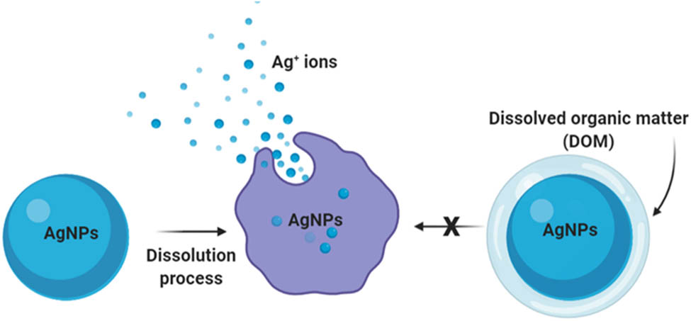 Figure 4 
               The effect of DOM on AgNPs’ dissolutions.
            
