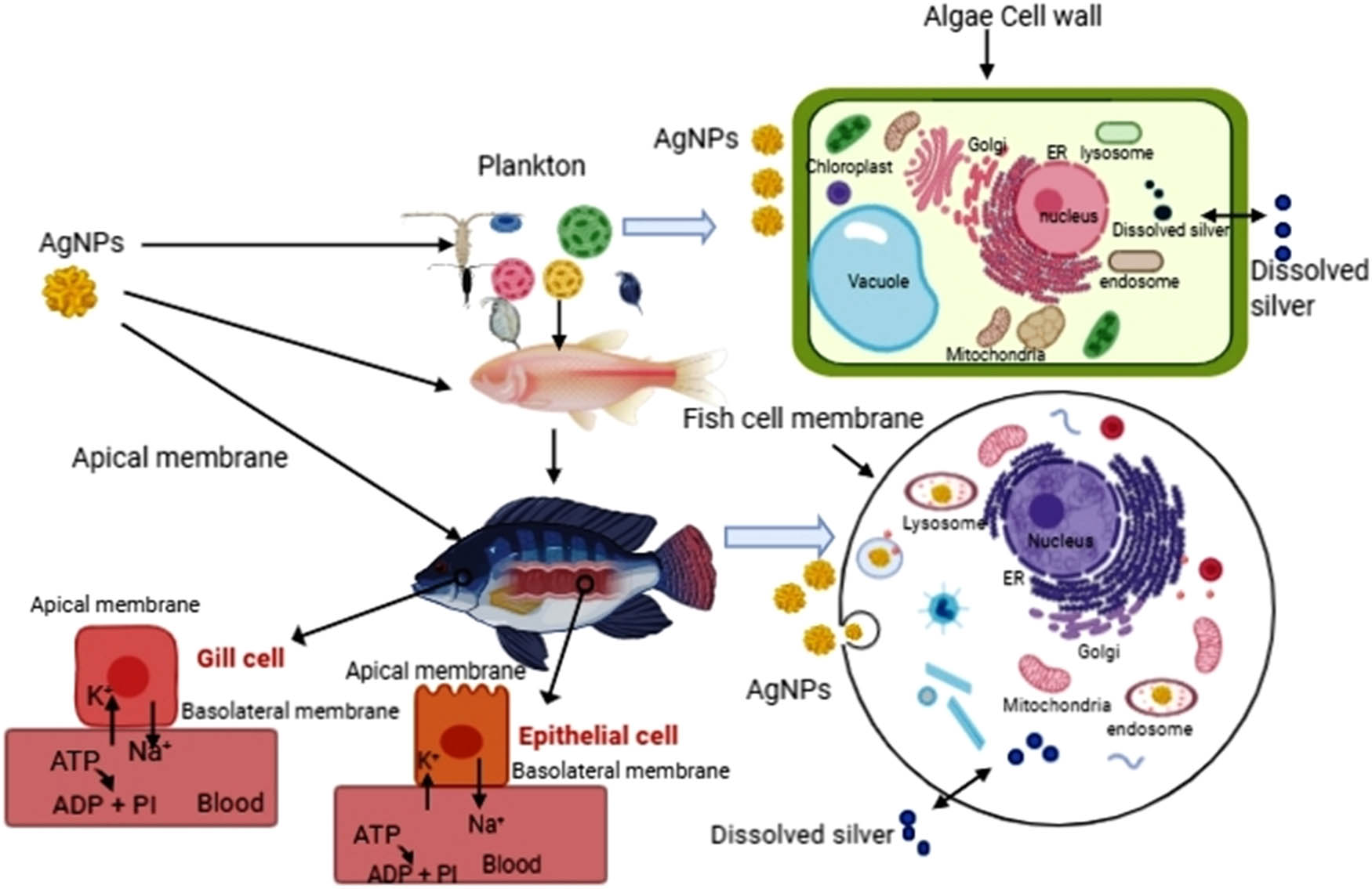 Figure 5 
               The effect of AgNPs’ dissolutions on aquatic organisms.
            