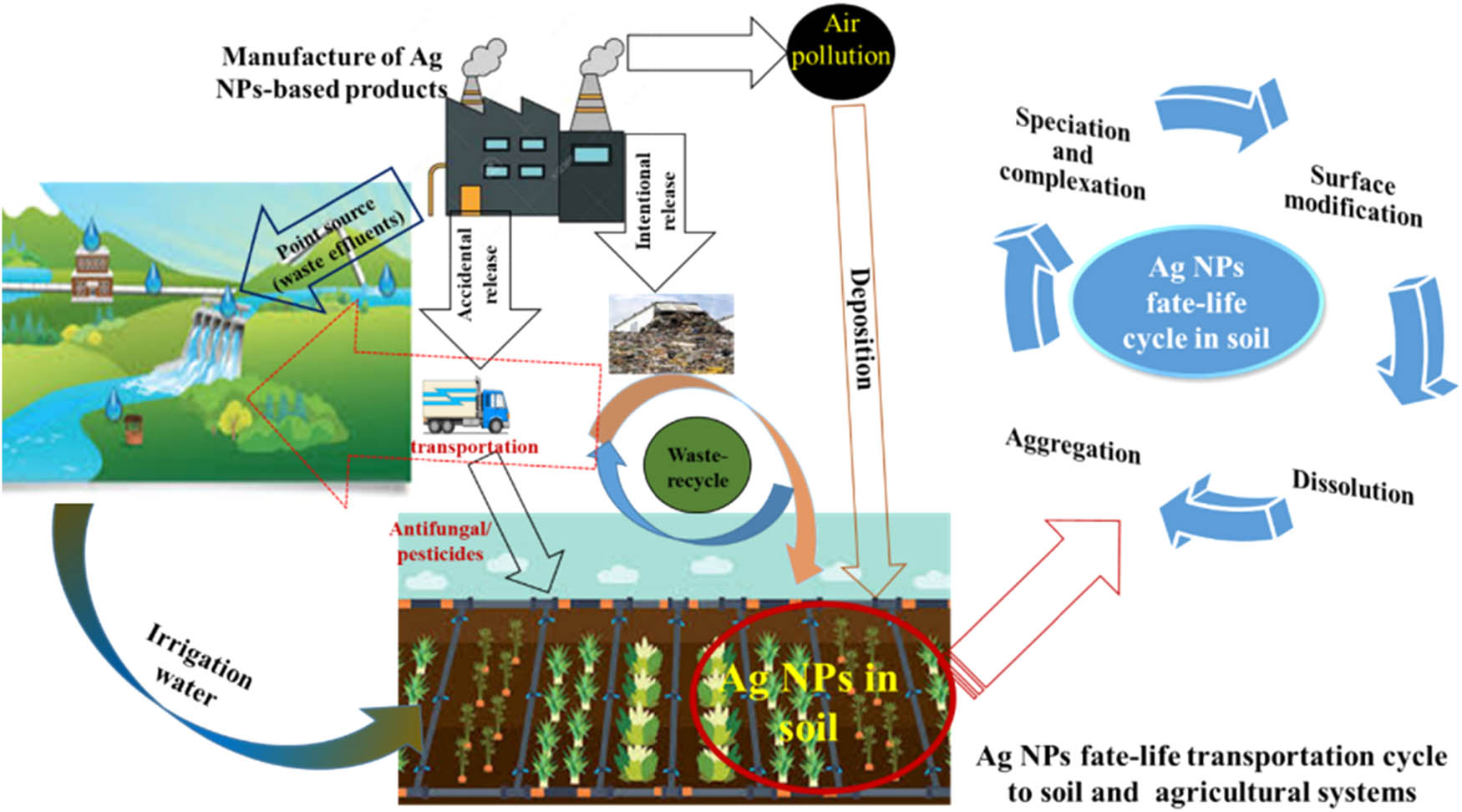 Figure 6 
               The fate-life cycle of nanoparticles (e.g., silver nanoparticles; AgNPs) from industrialization to soil and agriculture systems.
            