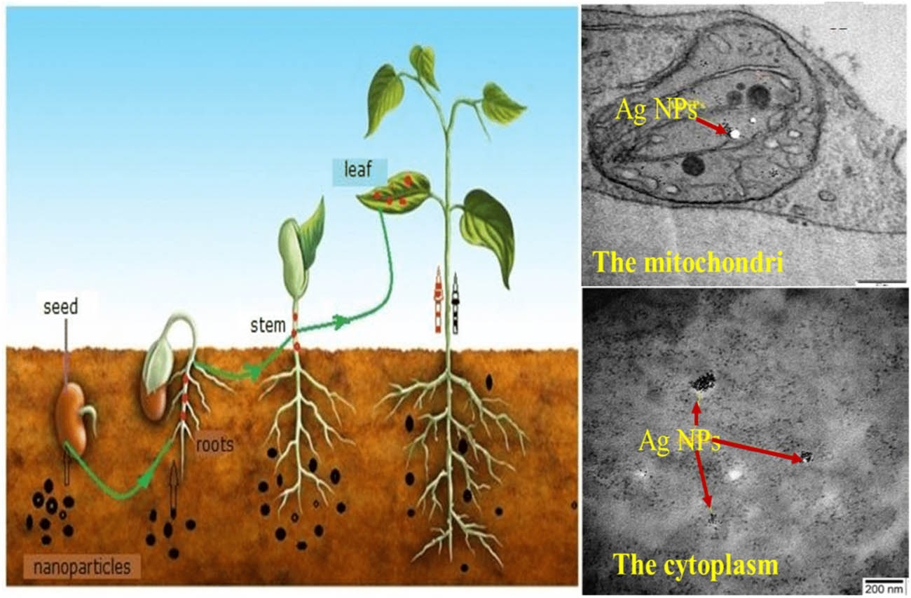 Figure 7 
               Migration paths of nanomaterials (e.g., silver nanoparticles; AgNPs) from soil to the plant organs and the corresponding TEM images of AgNPs in the mitochondria (leaf cells) and the cytoplasm (stem cell) of wormwood (Artemisia absinthium) [113].
            