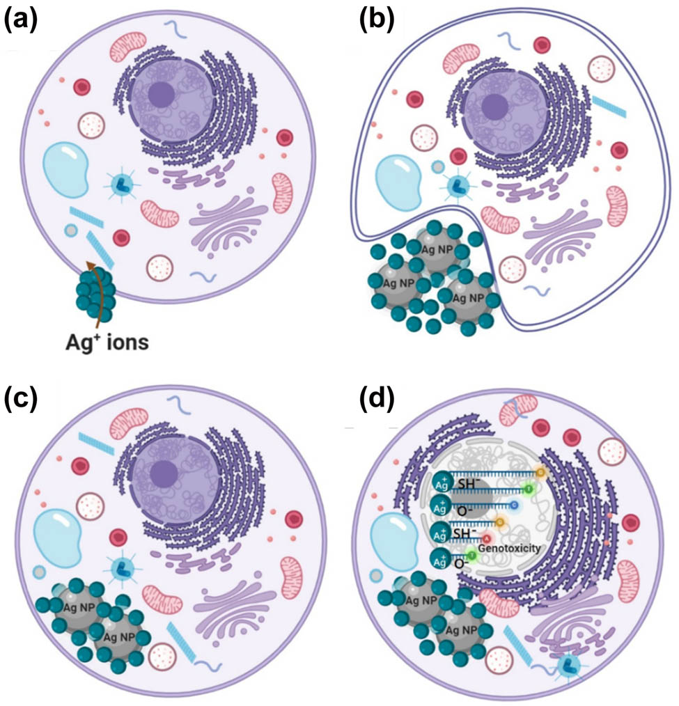 Figure 8 
                  Toxicity of AgNPs and silver ions on the normal cells and Trojan horse effect. (a) cell defense response to Ag+ (b) engulf AgNPs and Ag+ ions (c) excite of Ag ions inside cell and (d) death cell occur.
               