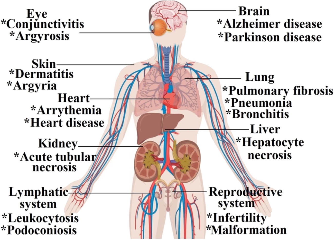 Figure 9 
                  The related diseases after exposure to the toxic level of silver NPs.
               