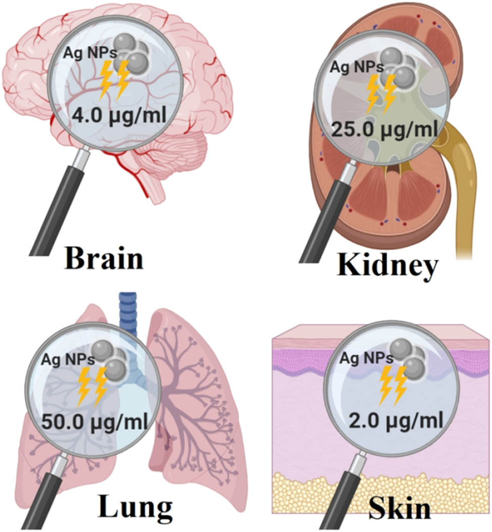Figure 10 
                  The toxicity levels of AgNPs in different organs.
               