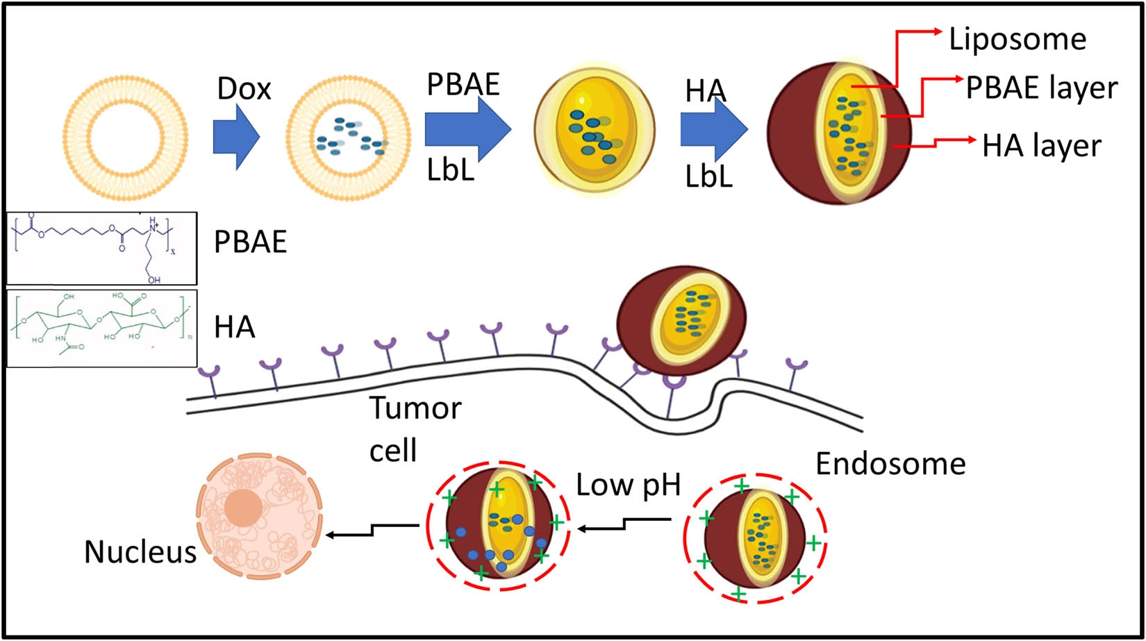 Figure 3 
                     Schematic illustration of the development of LbL DOX-loaded NPs for targeted drug-delivery systems.
                  