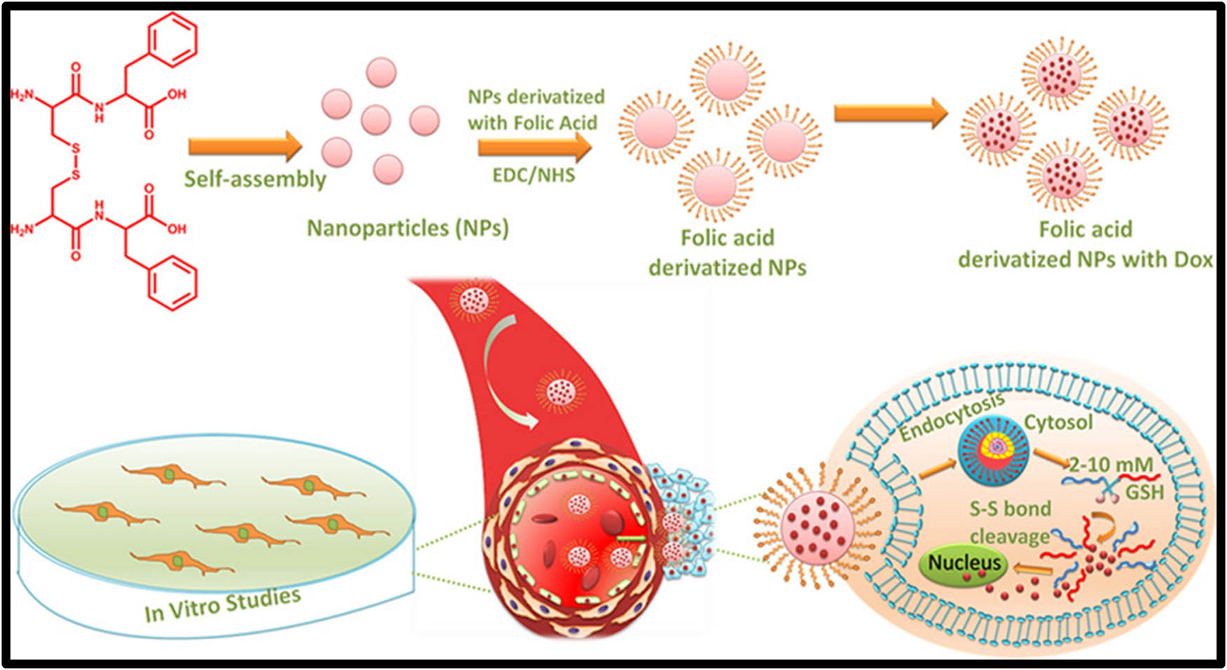 Figure 4 
                     Schematic representation for the disulfide-linked oxidized cysteine-phenylalanine nanoparticles drug carrier.
                  