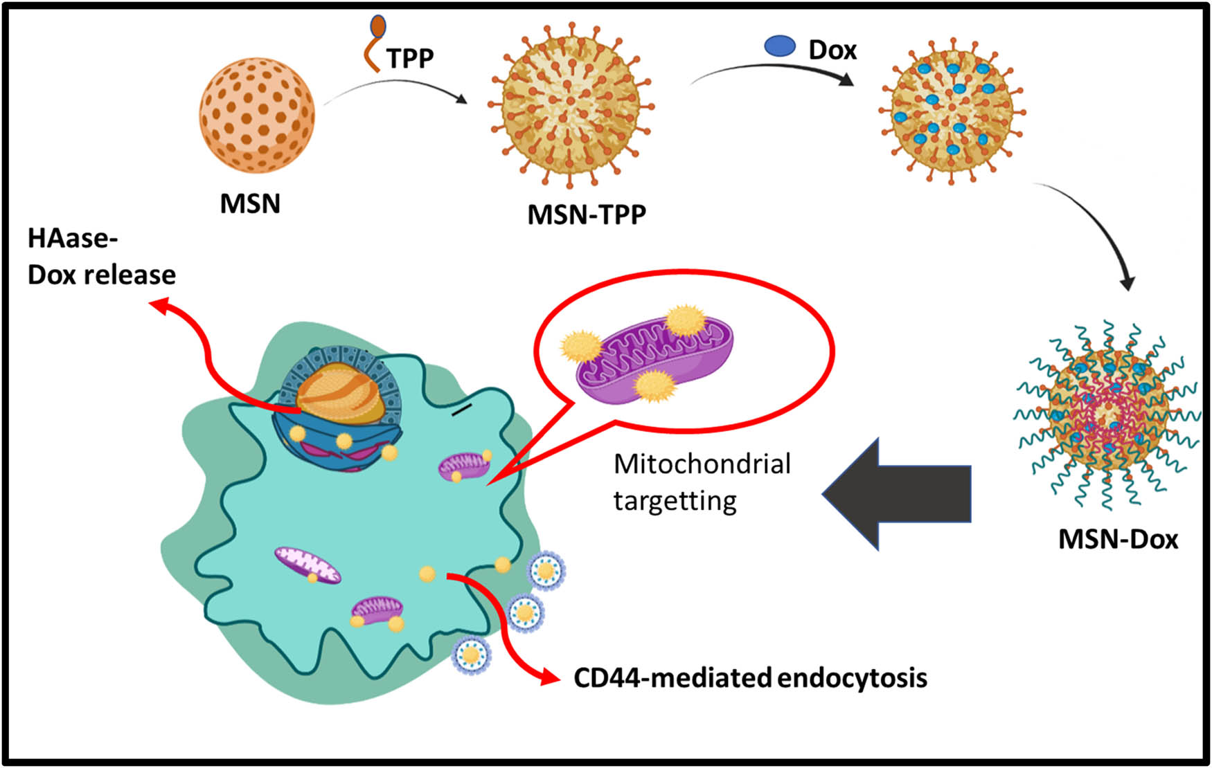 Figure 5 
                     Schematic representation of enzyme responsive system.
                  