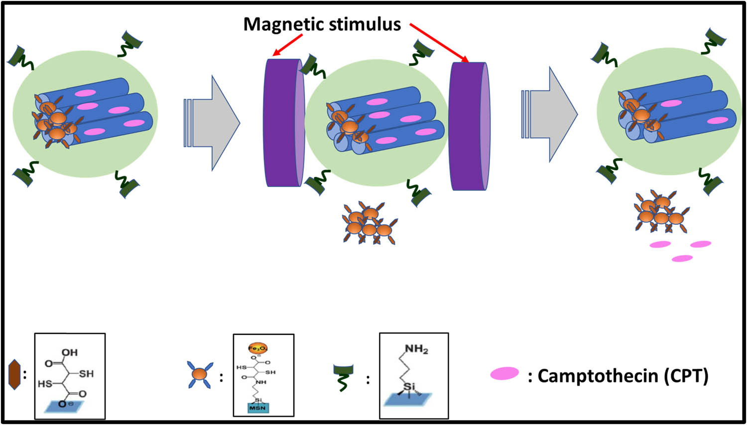 Figure 6 
                     Schematic illustration of magnetic field responsive system.
                  