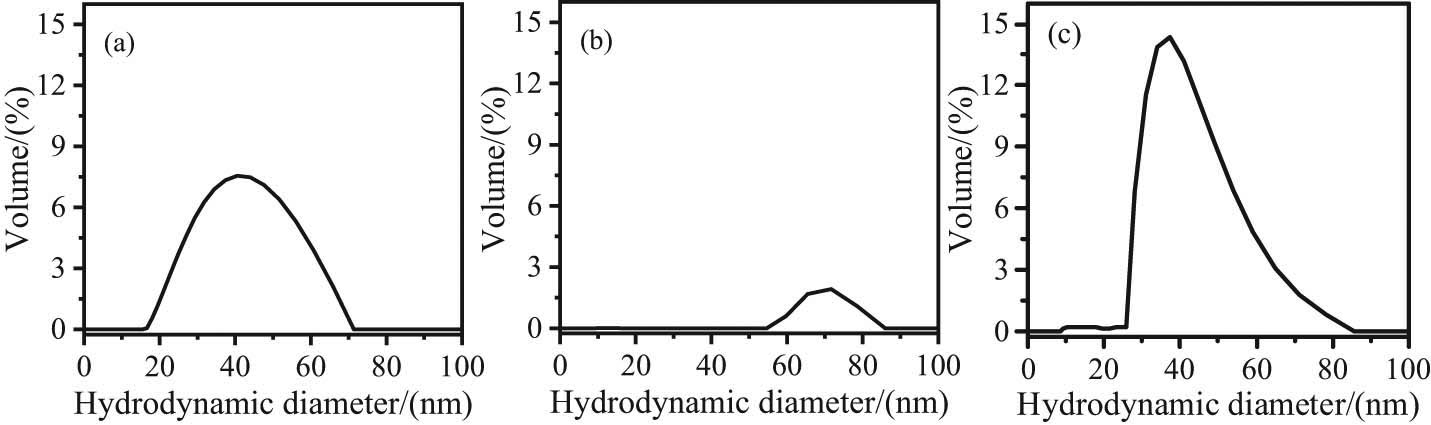 Figure 1 
                     The hydrodynamic diameter distribution of the magnetic NPs at (a) 0.5% of DDT-PMAA; (b) 1% of DDT-PMAA; and (c) 2% of DDT-PMAA, respectively.
                  