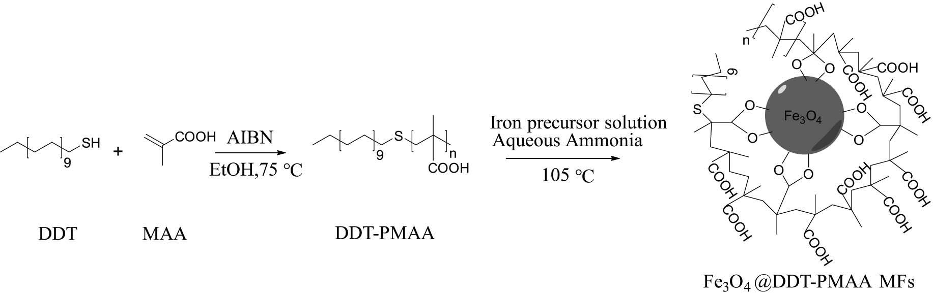 Scheme 1 
                  Schematic illustration of the preparation of DDT-PMAA-modified Fe3O4 MFs.
               