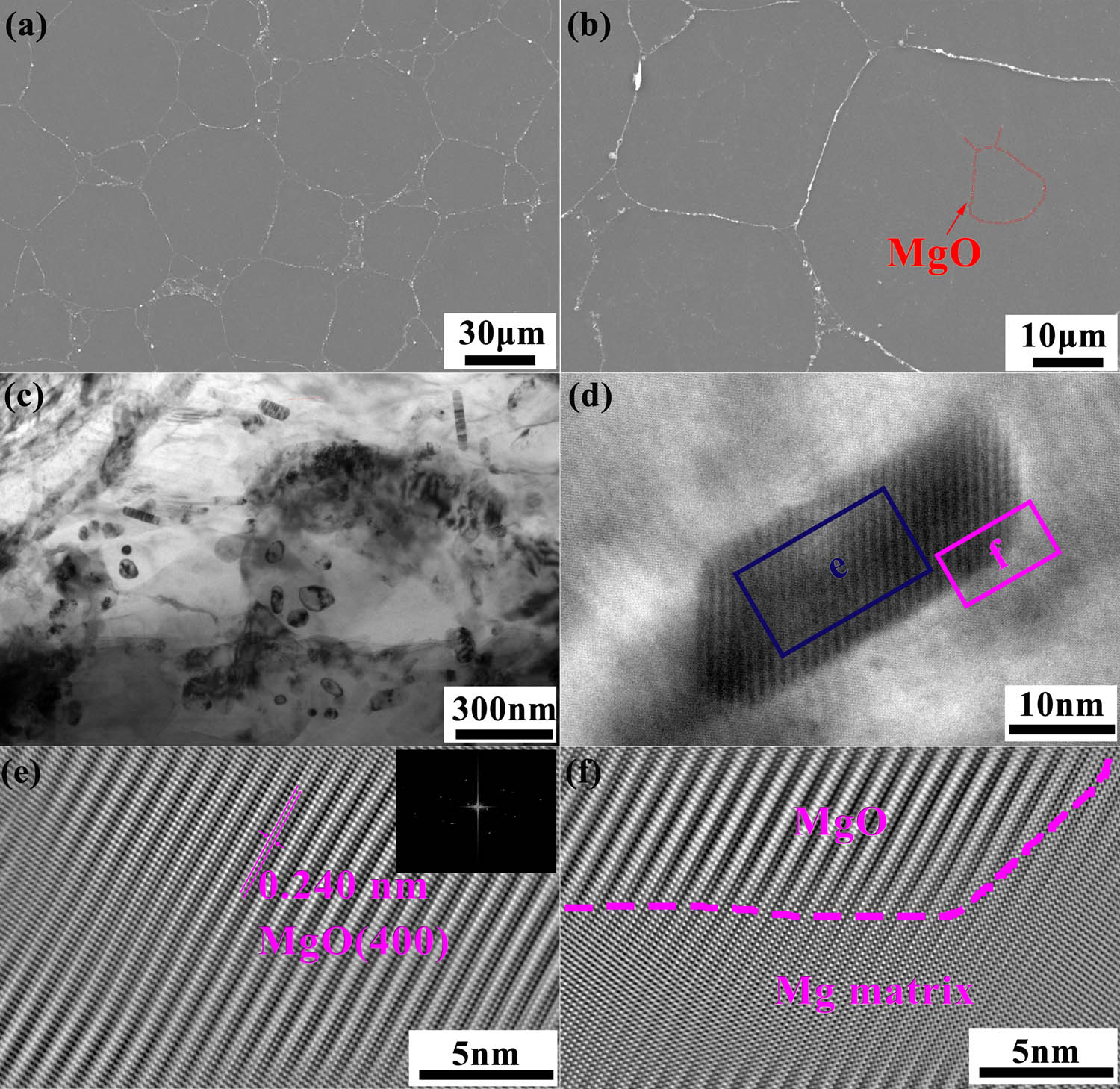 Figure 2 
                  Microstructure of the as-sintered specimen. (a) SEM image of MgO/Mg composite prepared by spark plasma sintering. (b) A small amount of MgO particles were kept inside original Mg powders, marked with red dotted lines. (c) The morphology of MgO particles near the particle boundaries is sphericity, rod, and irregular shape. (d) High-resolution TEM image of the interface between MgO and Mg matrix. (e) An inverse fast Fourier transformation (IFFT) of the area marked with blue rectangle labeled with blue e in (d) and the inset shows the corresponding diffraction pattern. (f) An IFFT of the area marked with pink rectangle labeled with pink f in (d) indicating a good interfacial adhesion between MgO and Mg matrix.
               