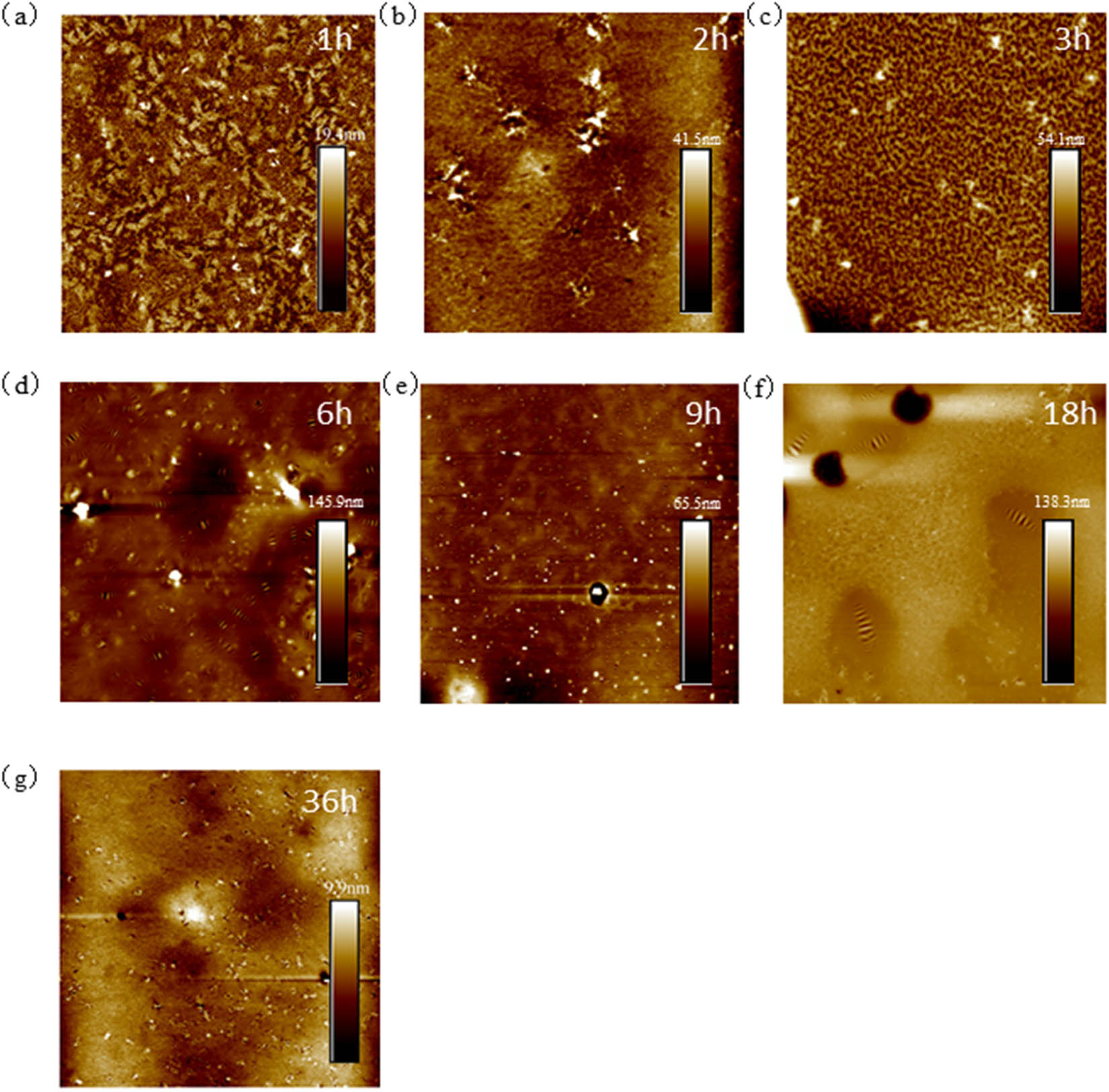 Figure 9 
                     80 μm × 80 μm AFM results of 70# asphalt: (a) 1 h; (b) 2 h; (c) 3 h; (d) 6 h; (e) 9 h; (f) 18 h; and (g) 36 h.
                  