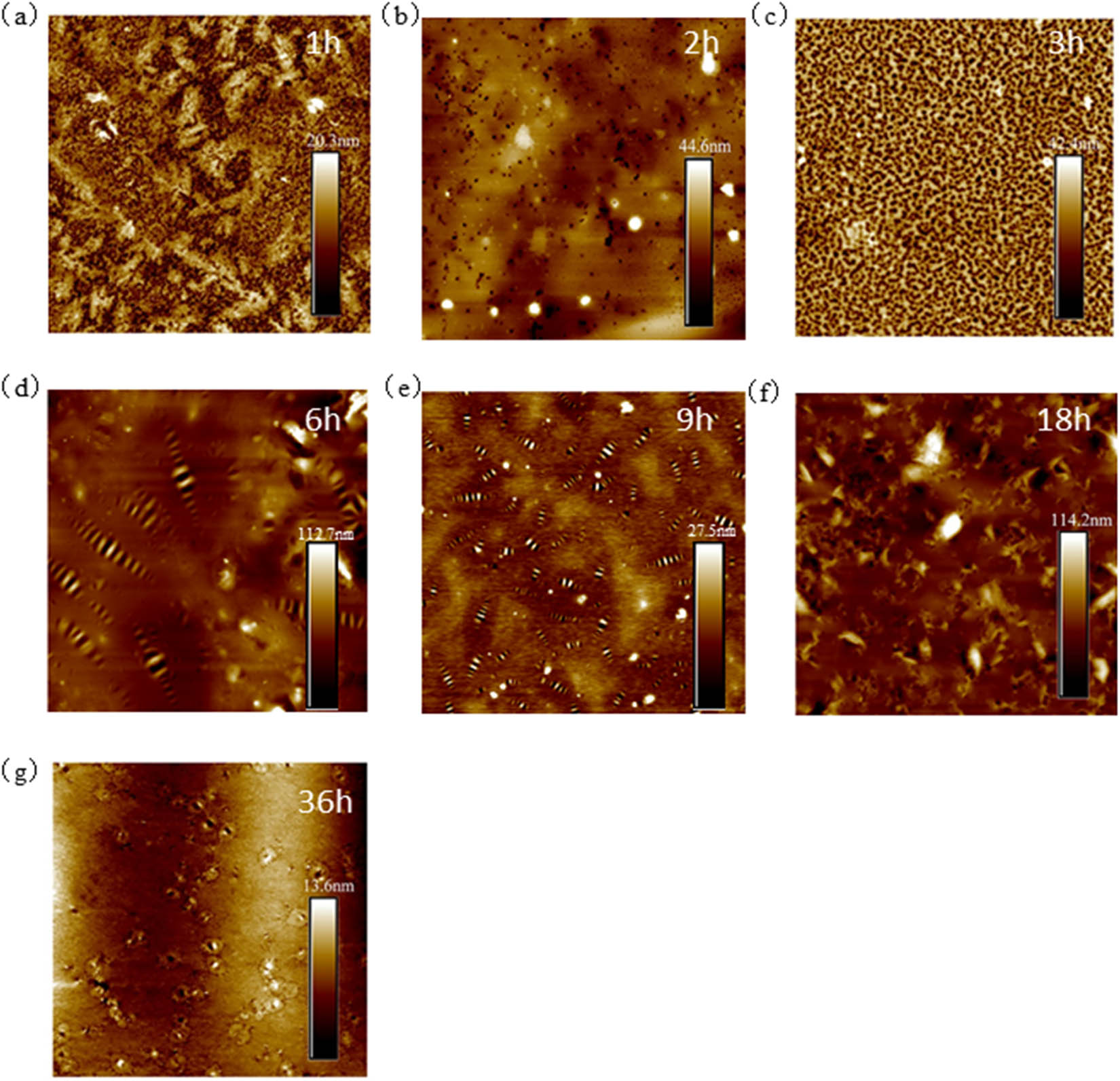 Figure 10 
                     30 μm × 30 μm AFM results of 70# asphalt: (a) 1 h; (b) 2 h; (c) 3 h; (d) 6 h; (e) 9 h; (f) 18 h; and (g) 36 h.
                  