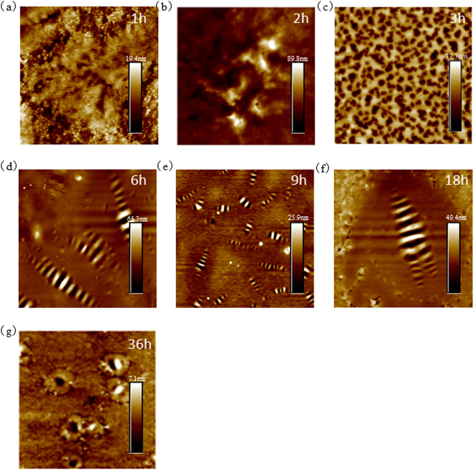 Figure 11 
                     10 μm × 10 μm AFM results of 70# asphalt: (a) 1 h; (b) 2 h; (c) 3 h; (d) 6 h; (e) 9 h; (f) 18 h; and (g) 36 h.
                  