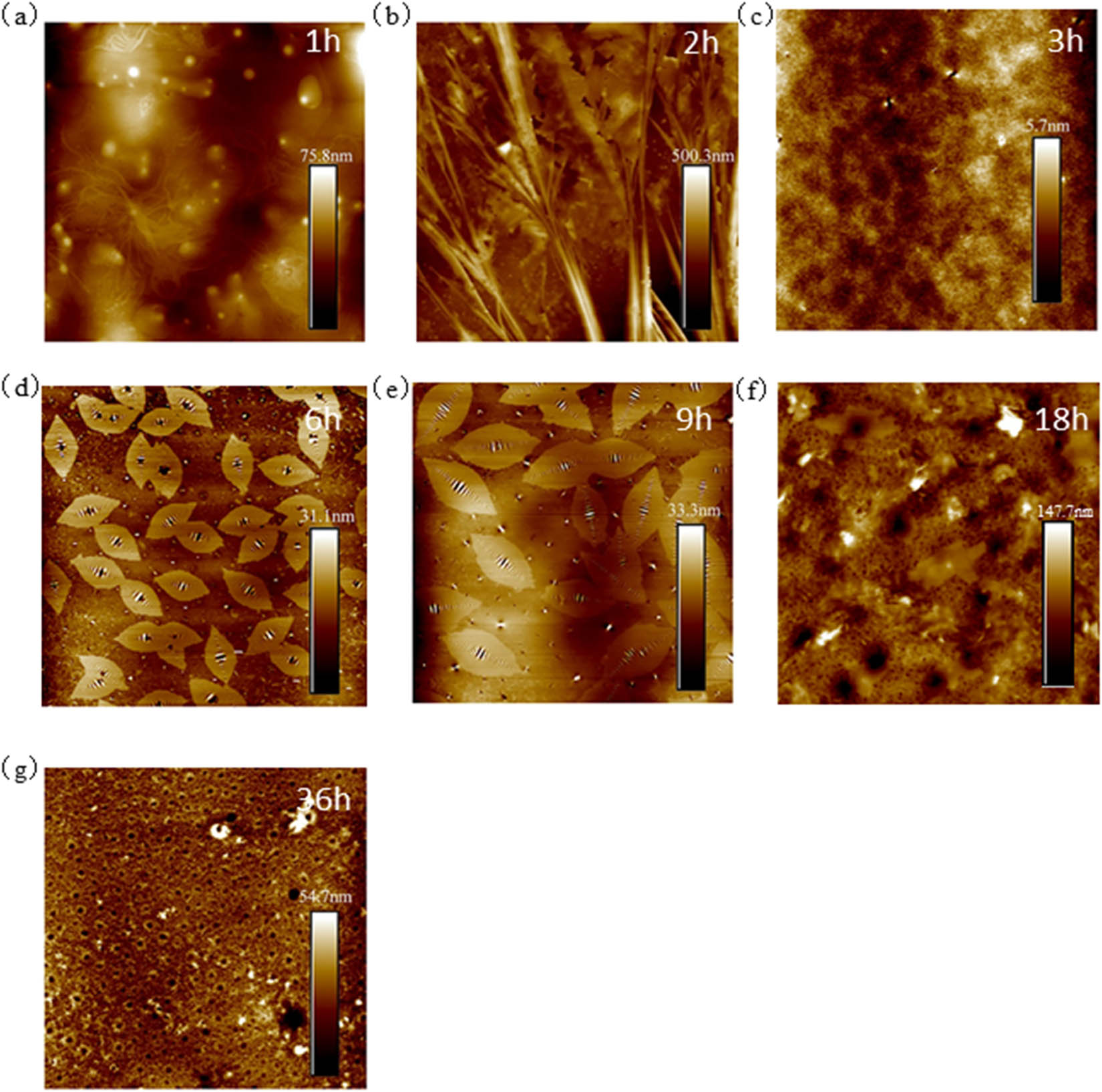 Figure 12 
                     80 μm × 80 μm AFM results of T770-modified asphalt: (a) 1 h; (b) 2 h; (c) 3 h; (d) 6 h; (e) 9 h; (f) 18 h; and (g) 36 h.
                  