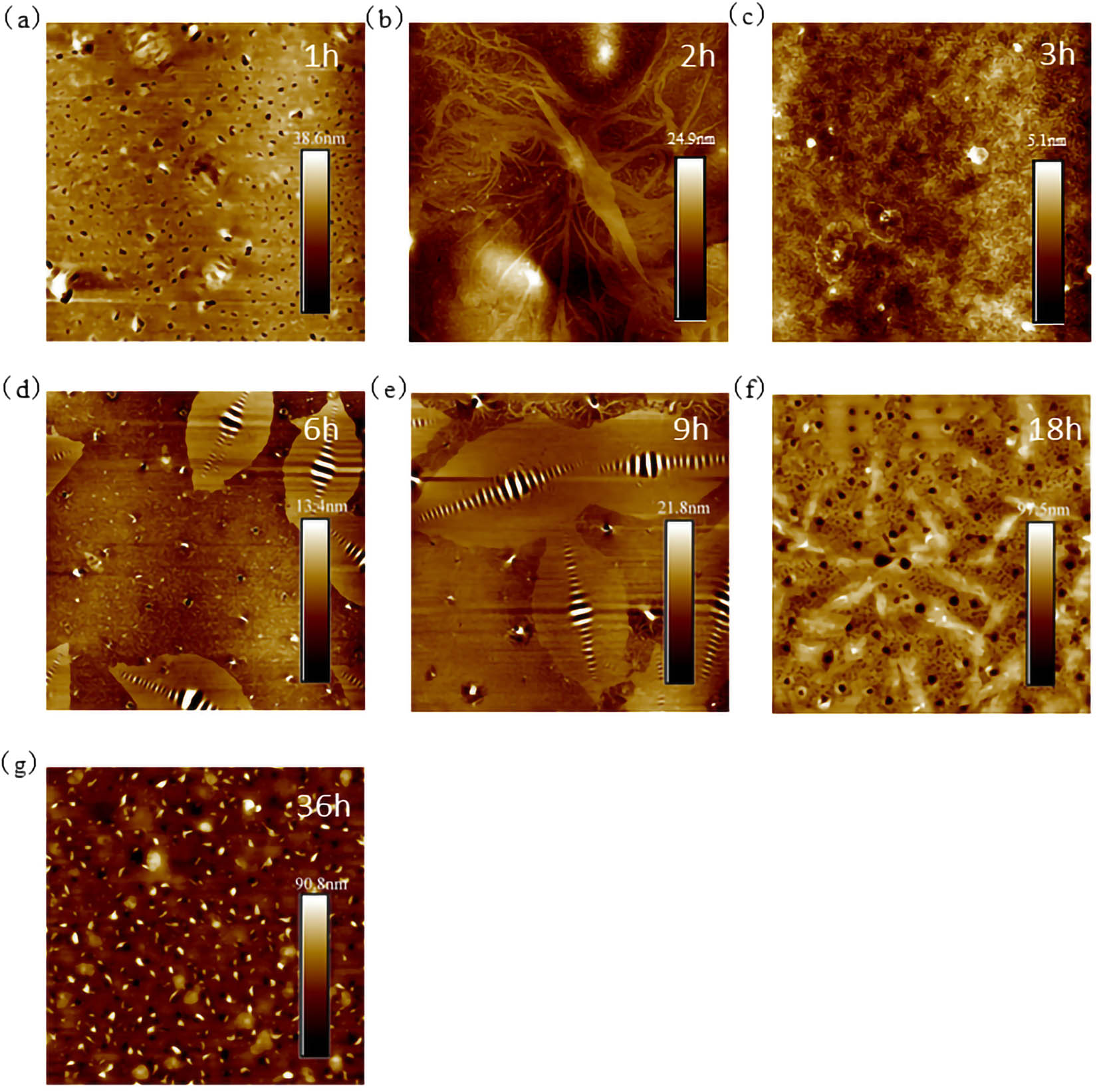 Figure 13 
                     30 μm × 30 μm AFM results of T770-modified asphalt: (a) 1 h; (b) 2 h; (c) 3 h; (d) 6 h; (e) 9 h; (f) 18 h; and (g) 36 h.
                  