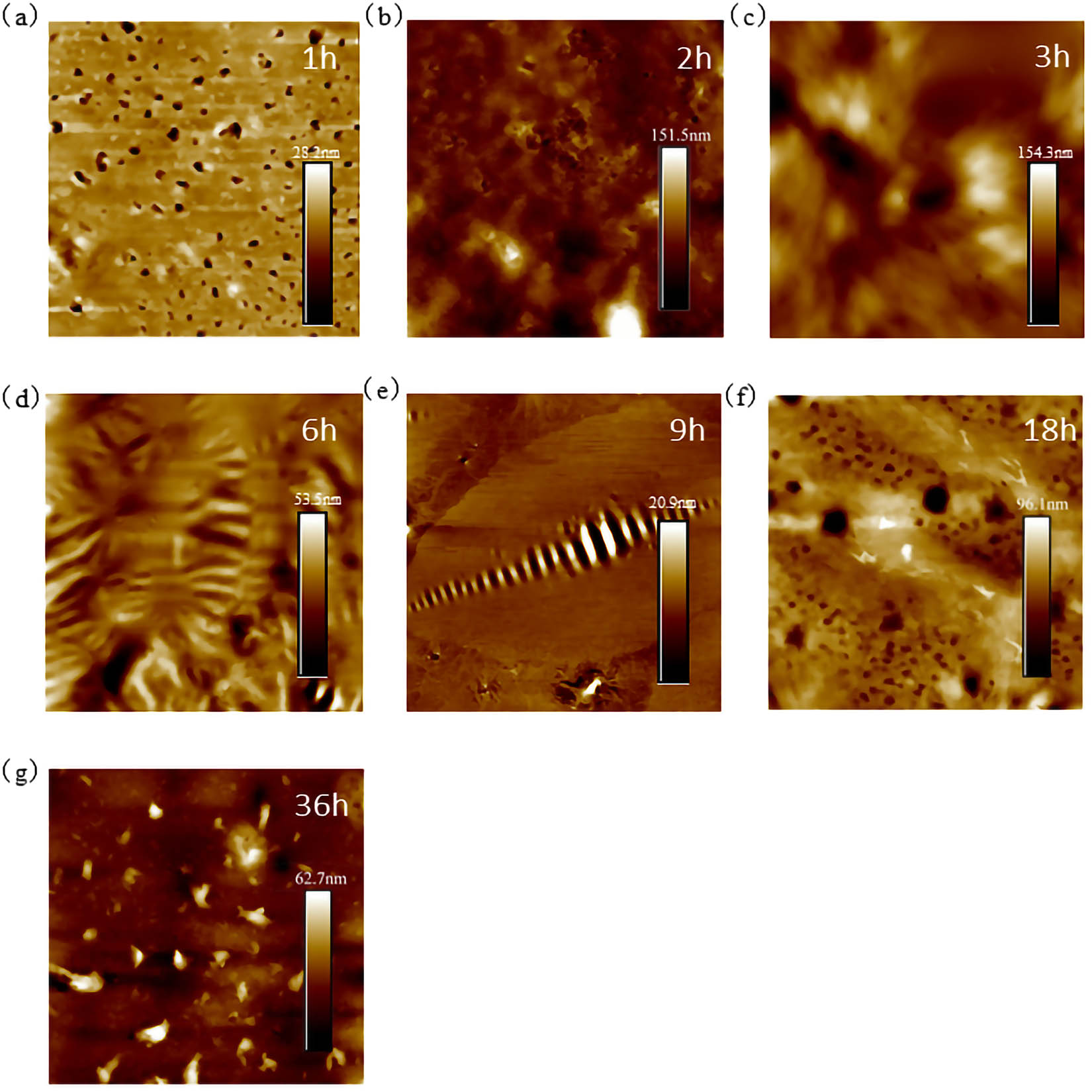 Figure 14 
                     10 μm × 10 μm AFM results of T770-modified asphalt: (a) 1 h; (b) 2 h; (c) 3 h; (d) 6 h; (e) 9 h; (f) 18 h; and (g) 36 h.
                  