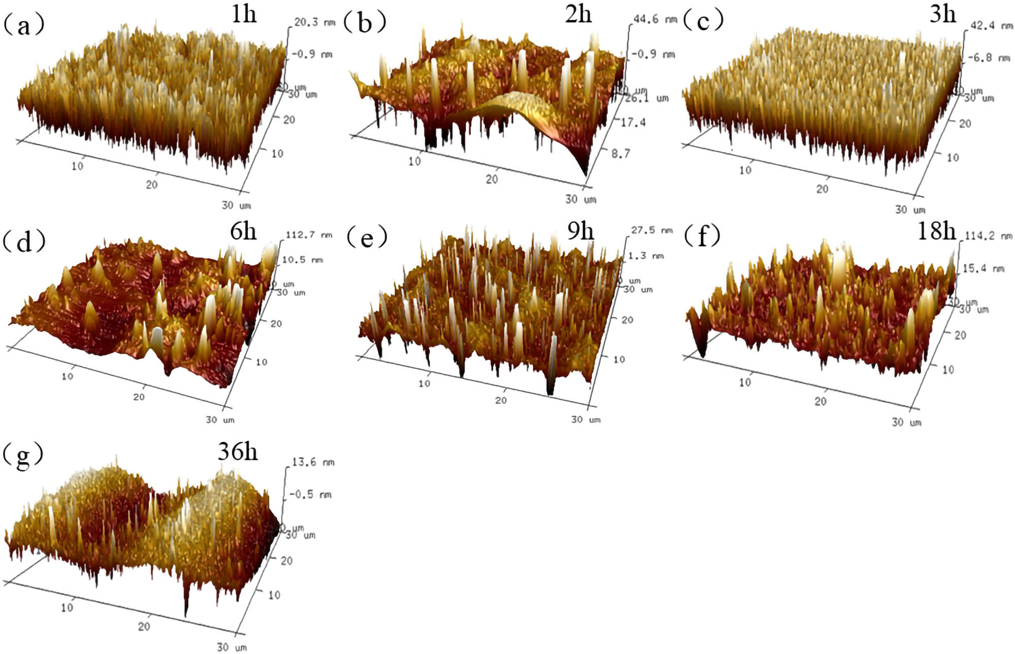 Figure 16 
                     30 μm × 30 μm 3D reconstructed results of 70# asphalt: (a) 1 h; (b) 2 h; (c) 3 h; (d) 6 h; (e) 9 h; (f) 18 h; and (g) 36 h.
                  
