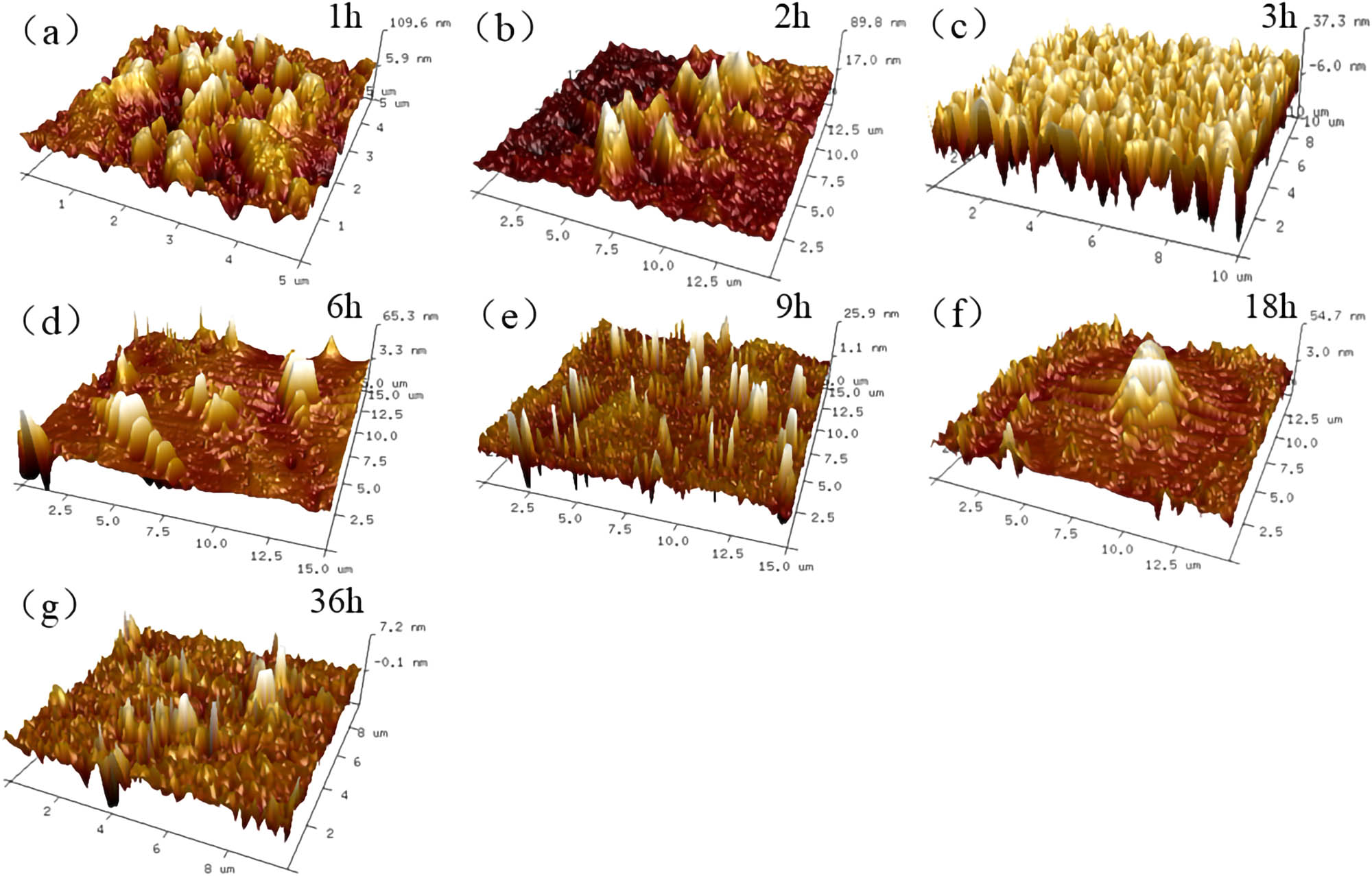 Figure 17 
                     10 μm × 10 μm 3D reconstructed results of 70# asphalt: (a) 1 h; (b) 2 h; (c) 3 h; (d) 6 h; (e) 9 h; (f) 18 h; and (g) 36 h.
                  