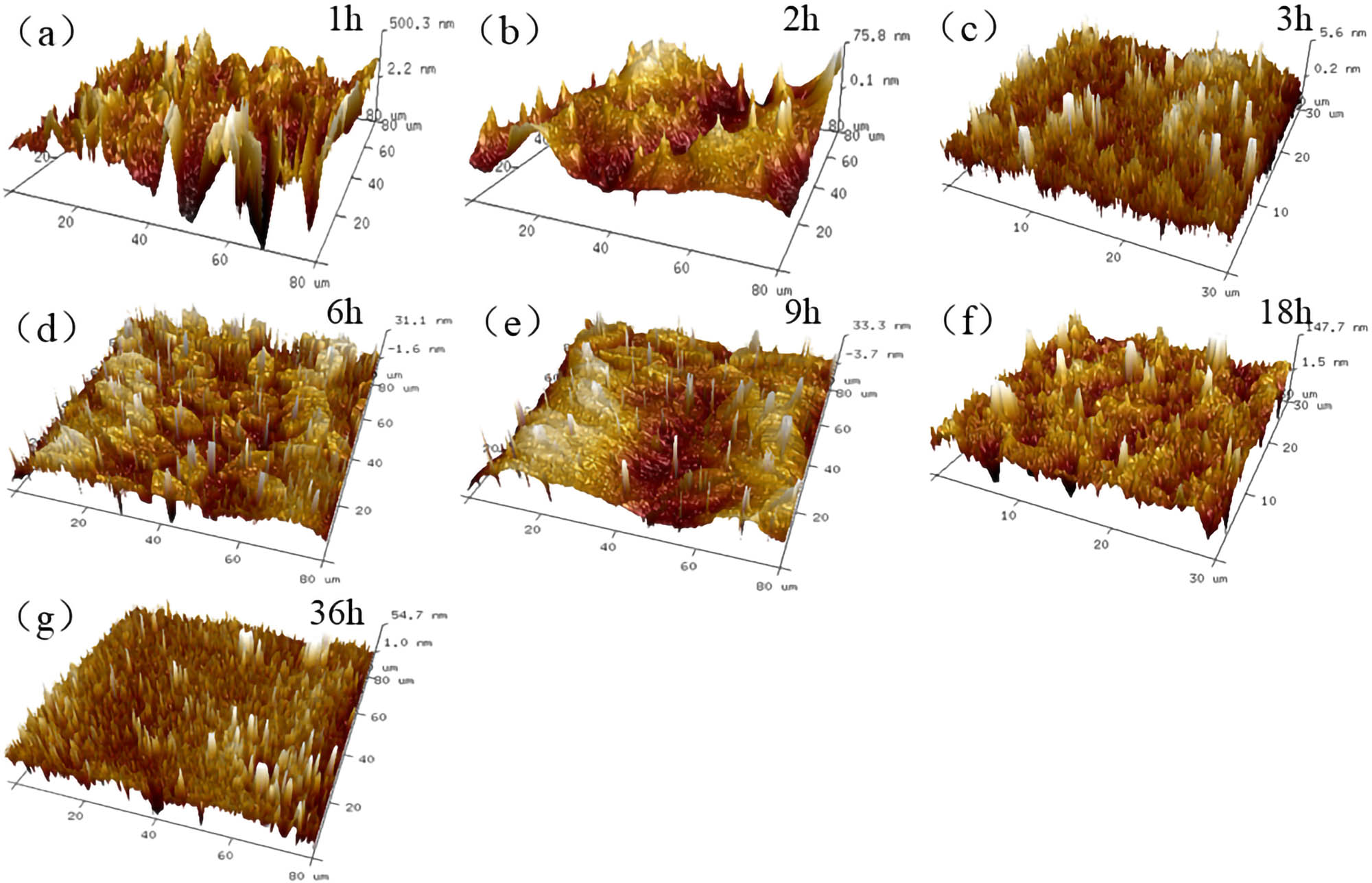 Figure 18 
                     80 μm × 80 μm 3D reconstructed results of T770-modified asphalt: (a) 1 h; (b) 2 h; (c) 3 h; (d) 6 h; (e) 9 h; (f) 18 h; and (g) 36 h.
                  