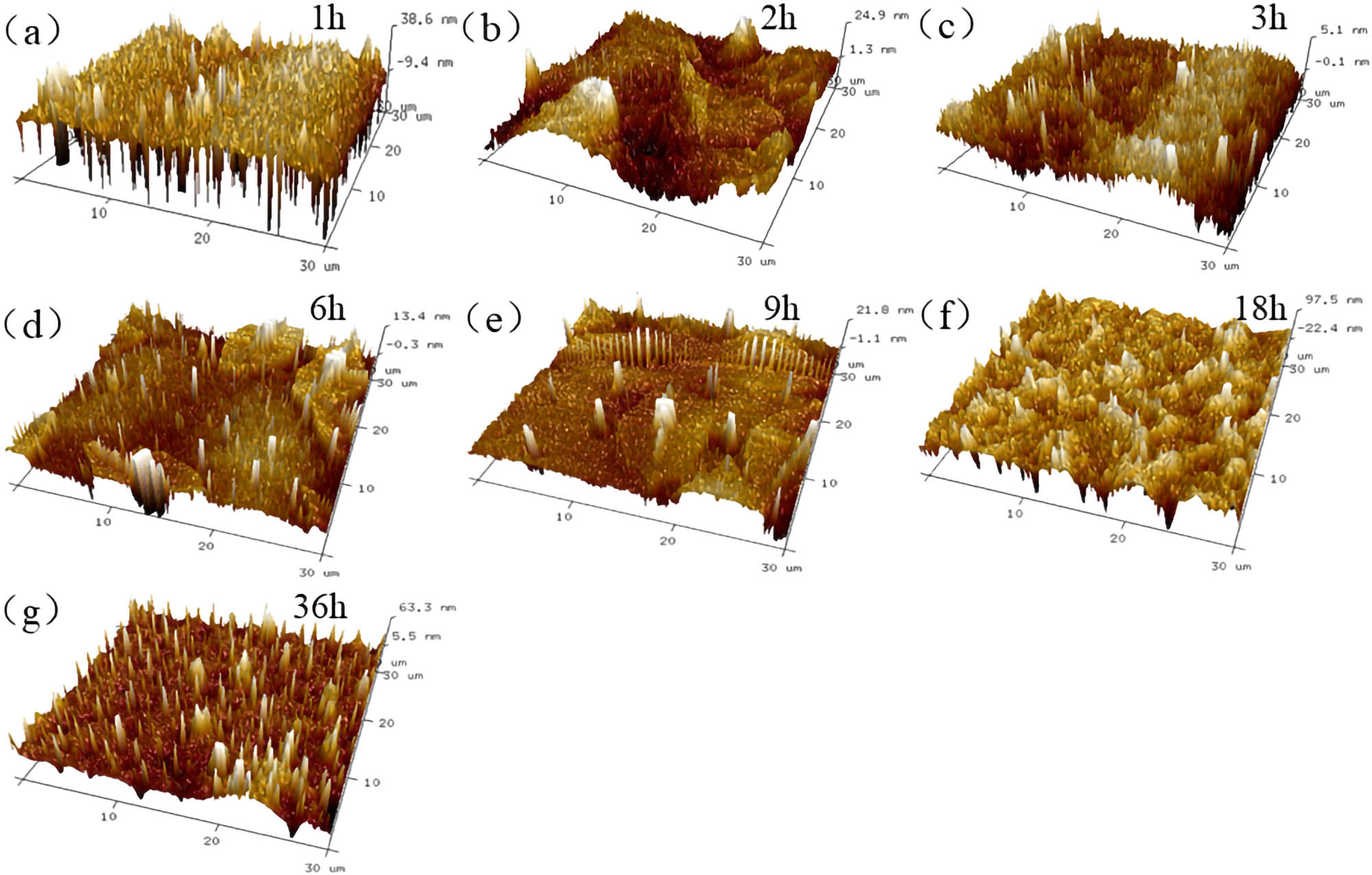 Figure 19 
                     30 μm × 30 μm 3D reconstructed results of T770-modified asphalt: (a) 1 h; (b) 2 h; (c) 3 h; (d) 6 h; (e) 9 h; (f) 18 h; and (g) 36 h.
                  