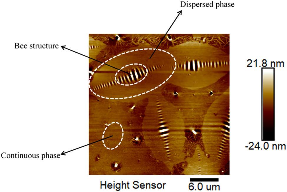 Figure 24 
                     Bee structure analysis of T770-modified asphalt.
                  