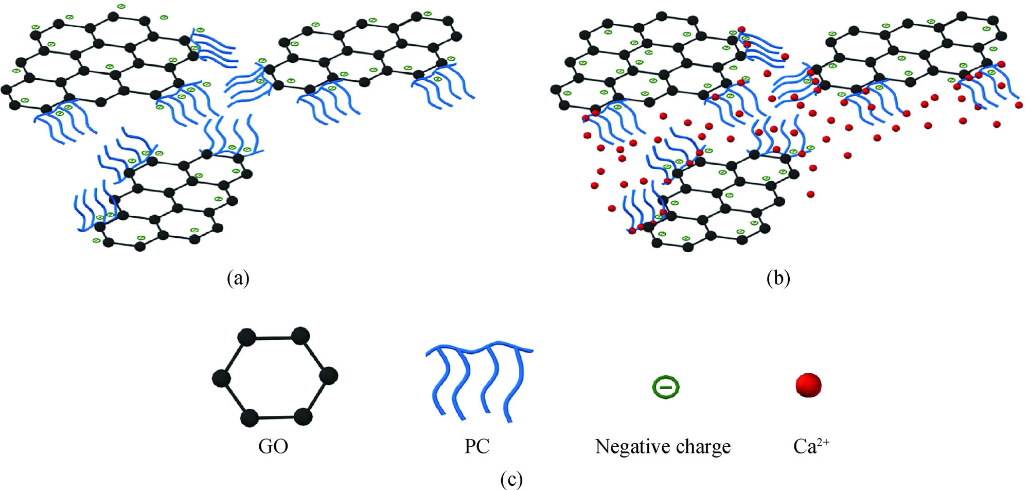 Figure 4 
                  Dispersion mechanism of PC–GO [48]: (a) dispersion mechanism in water, (b) dispersion mechanism in cement paste, and (c) simulated structures of the GO, PC, negative charge, and Ca2+.
               