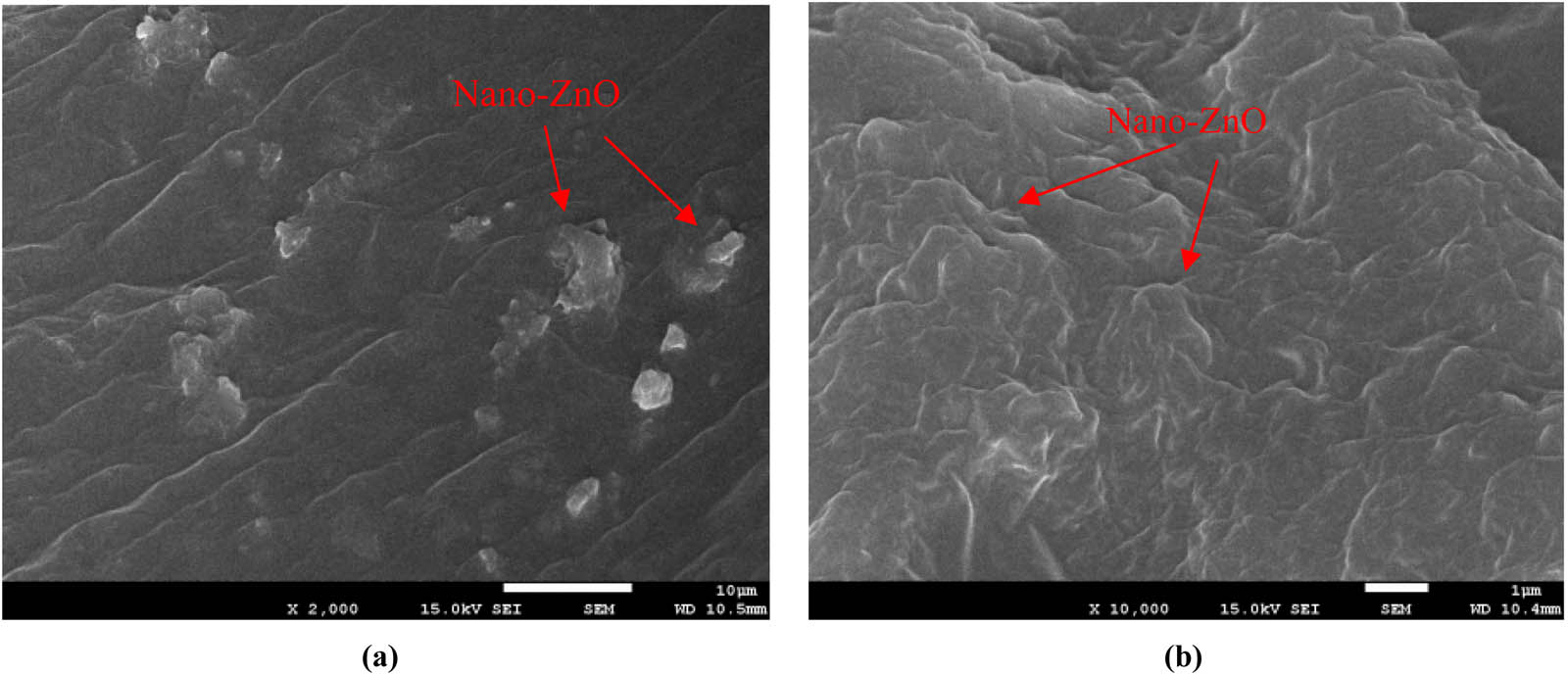Figure 6 
                     Different magnification images of nano-ZnO-modified asphalt: (a) nano-ZnO-modified asphalt amplifies 2,000 times and (b) nano-ZnO-modified asphalt amplifies 10,000 times.
                  