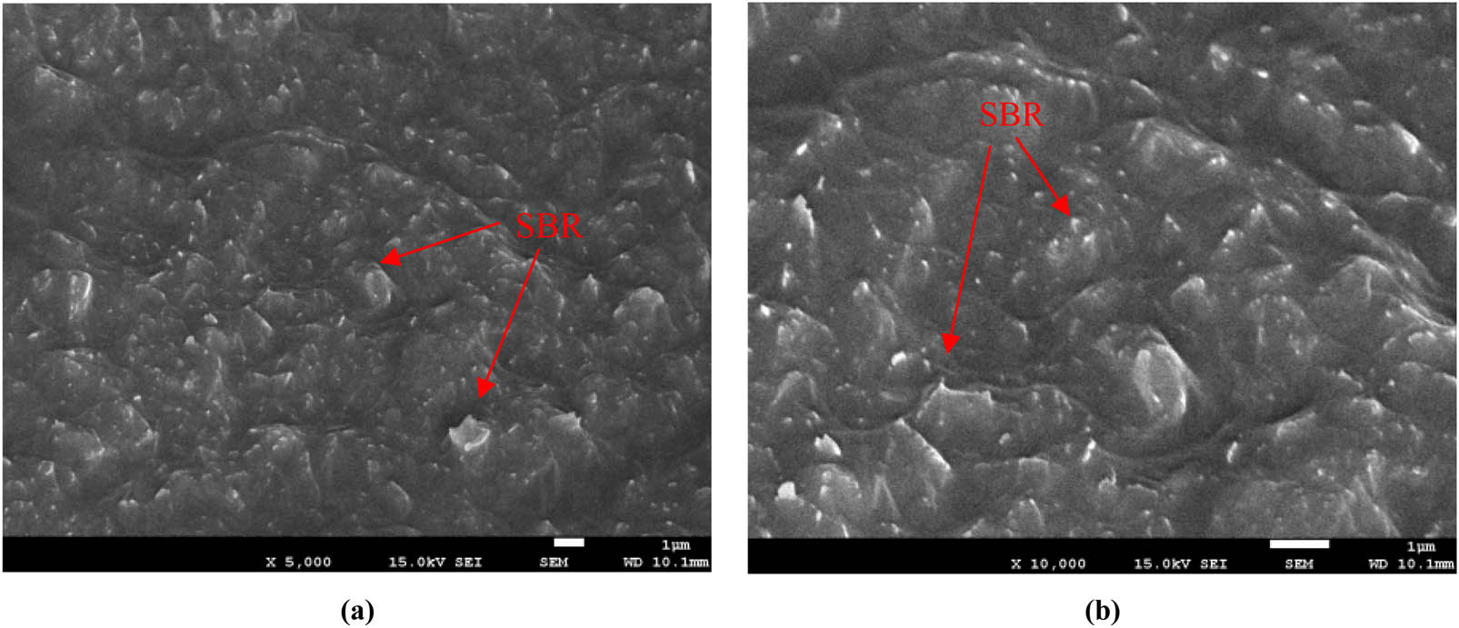 Figure 7 
                     Different magnification images of SBR-modified asphalt. (a) SBR-modified asphalt amplifies 5,000 times and (b) SBR-modified asphalt amplifies 10,000 times.
                  
